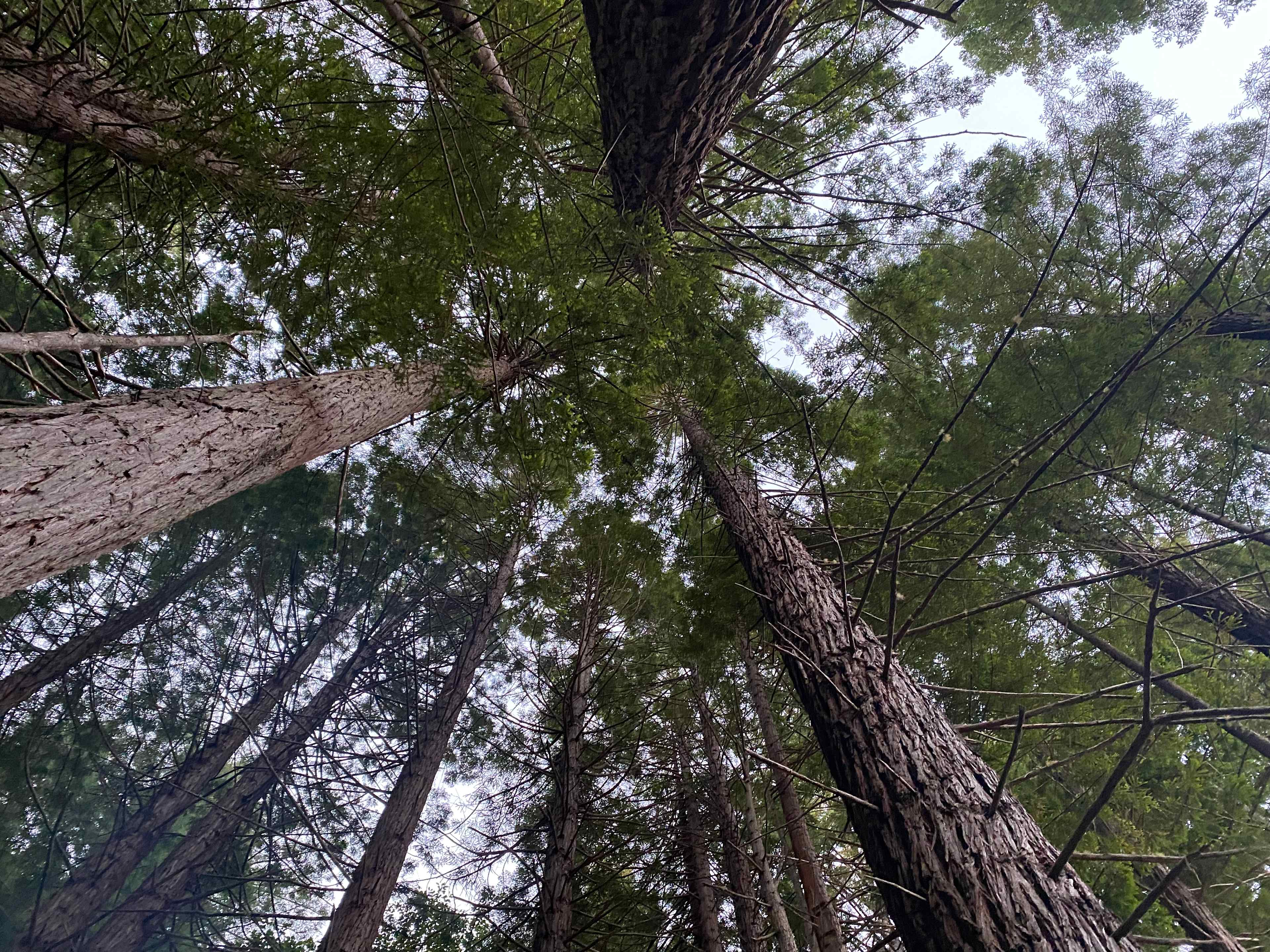 Looking straight up from the deck…wow! 