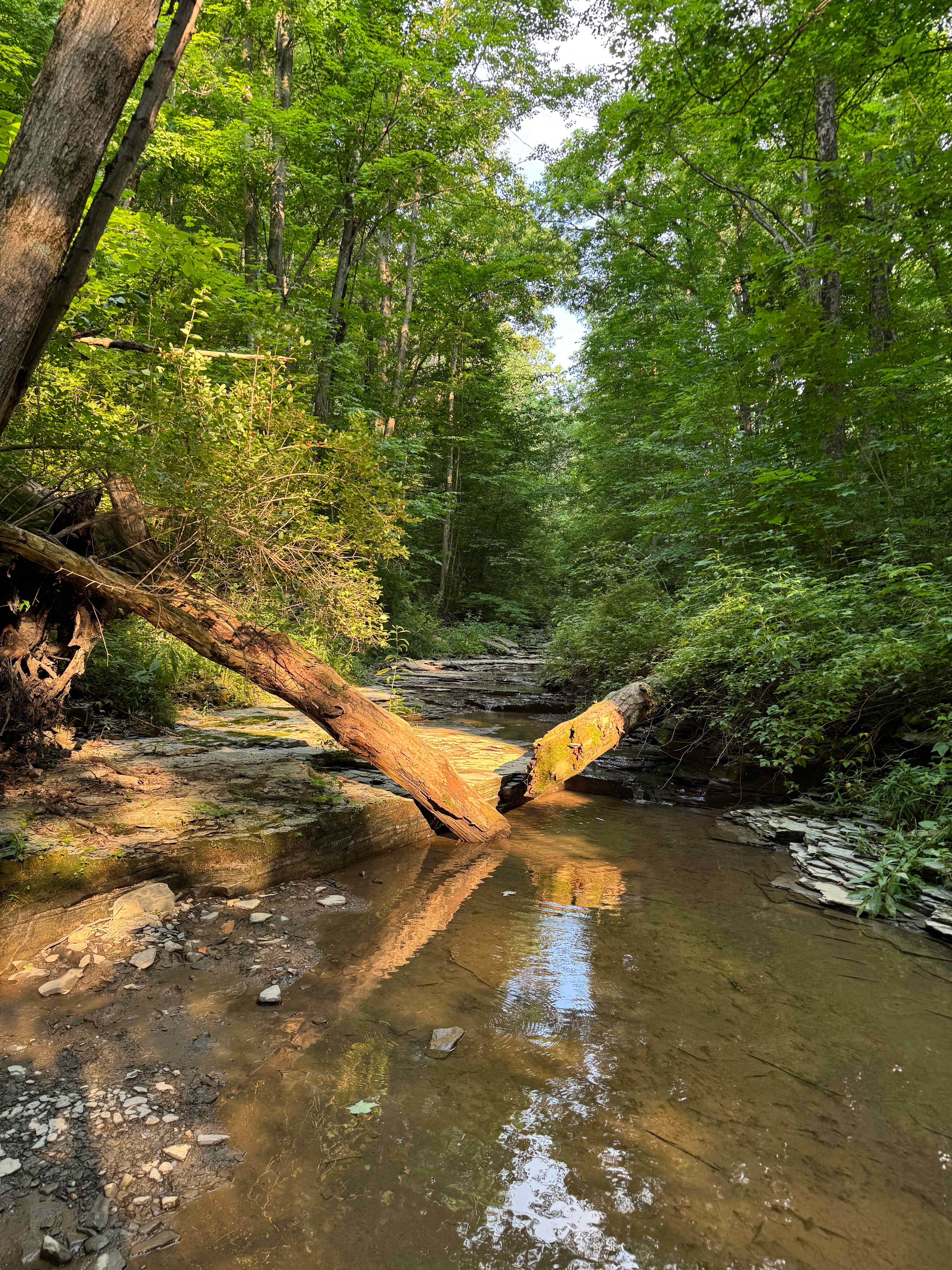 Minglewood Camp