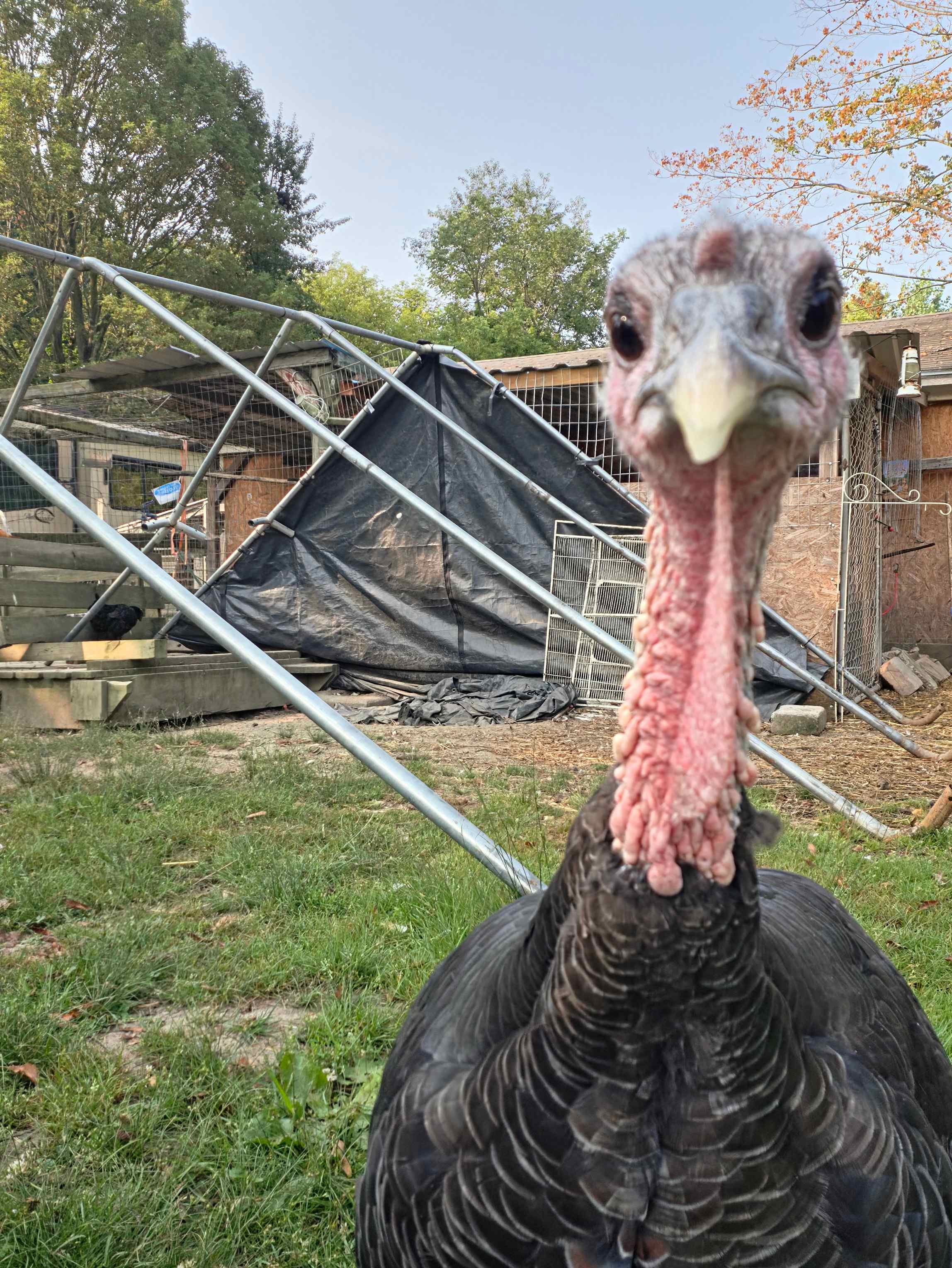 Turkey selfie