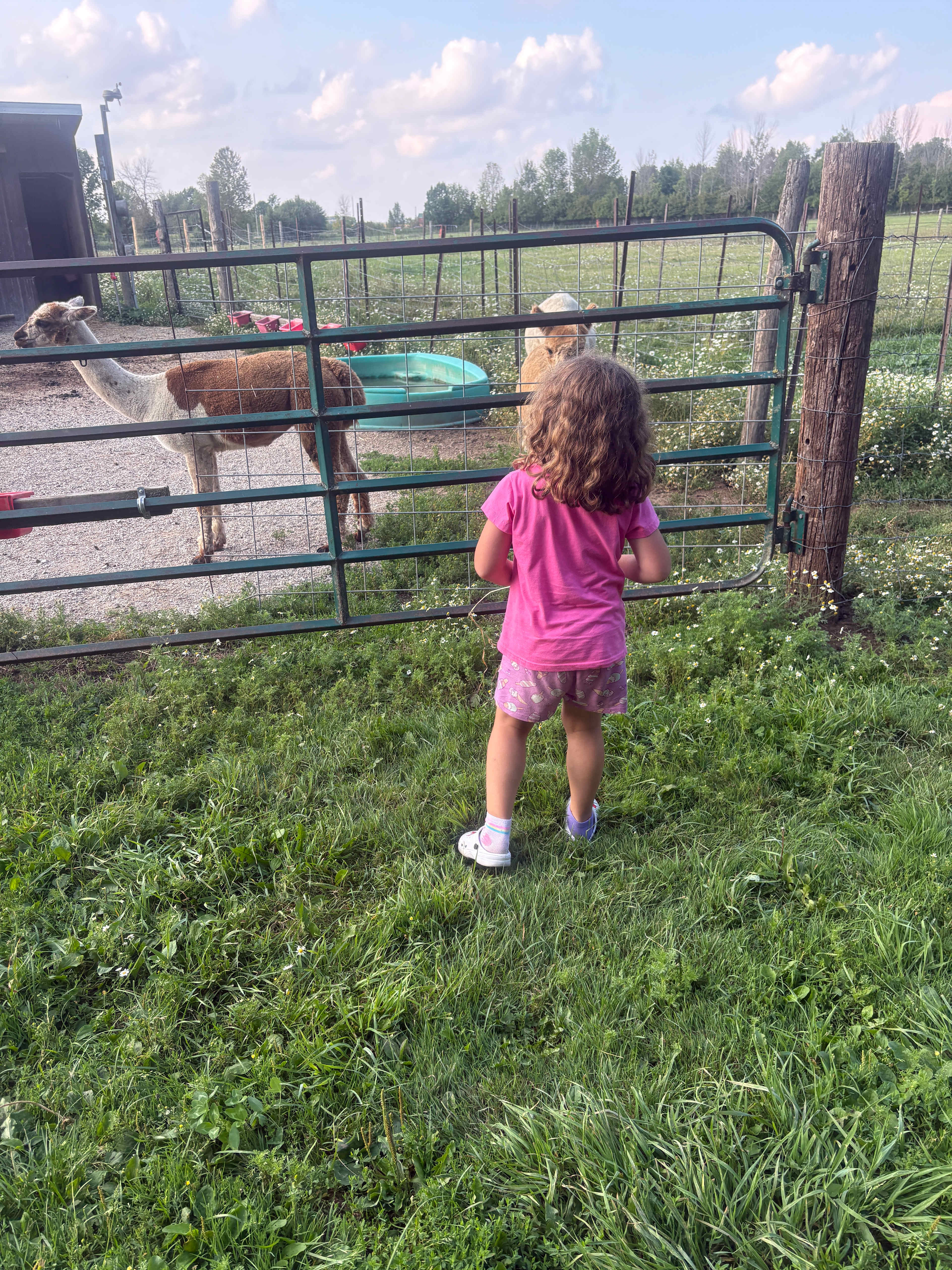 Pootcorners Alpacas