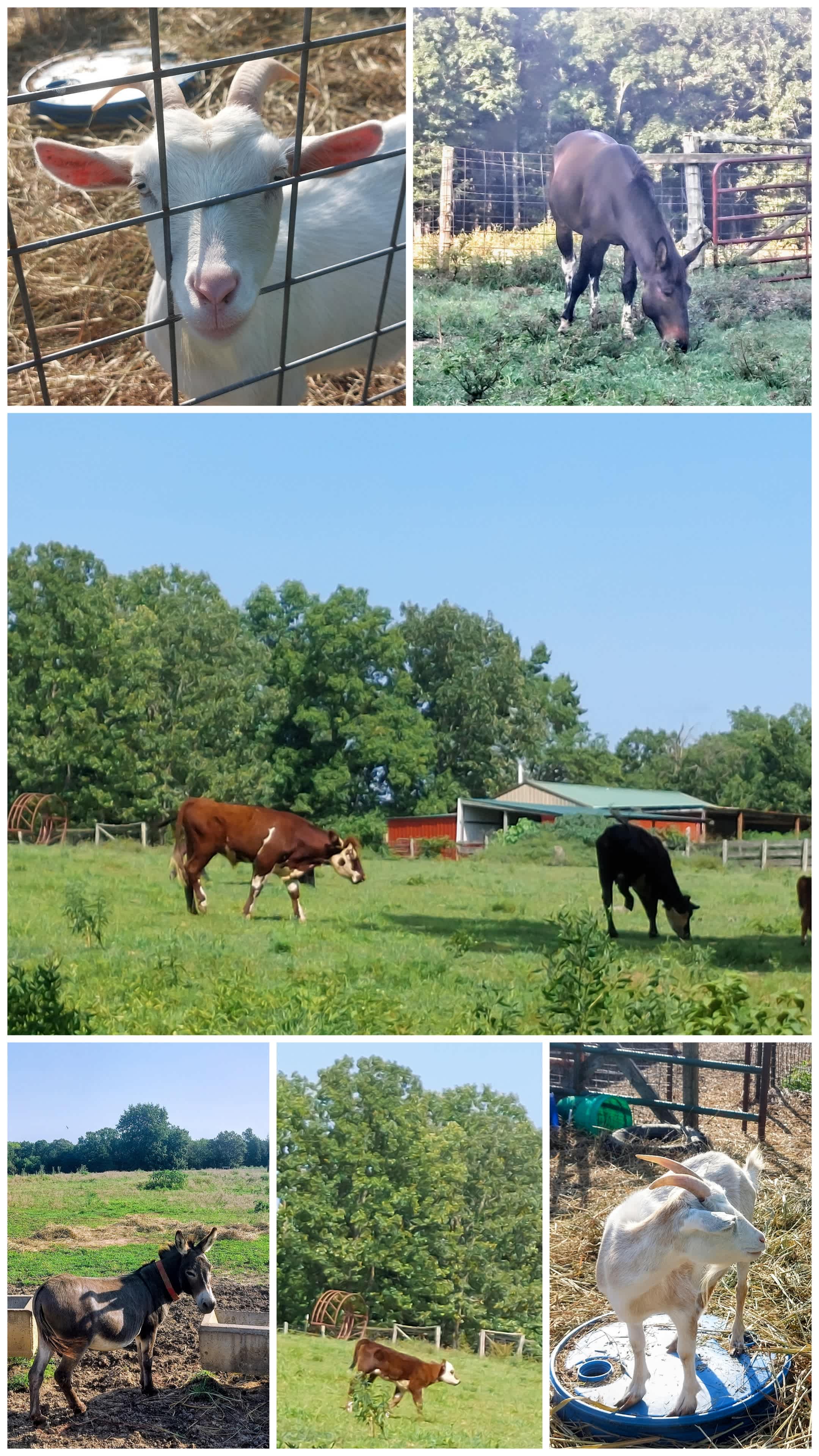 That farm life!