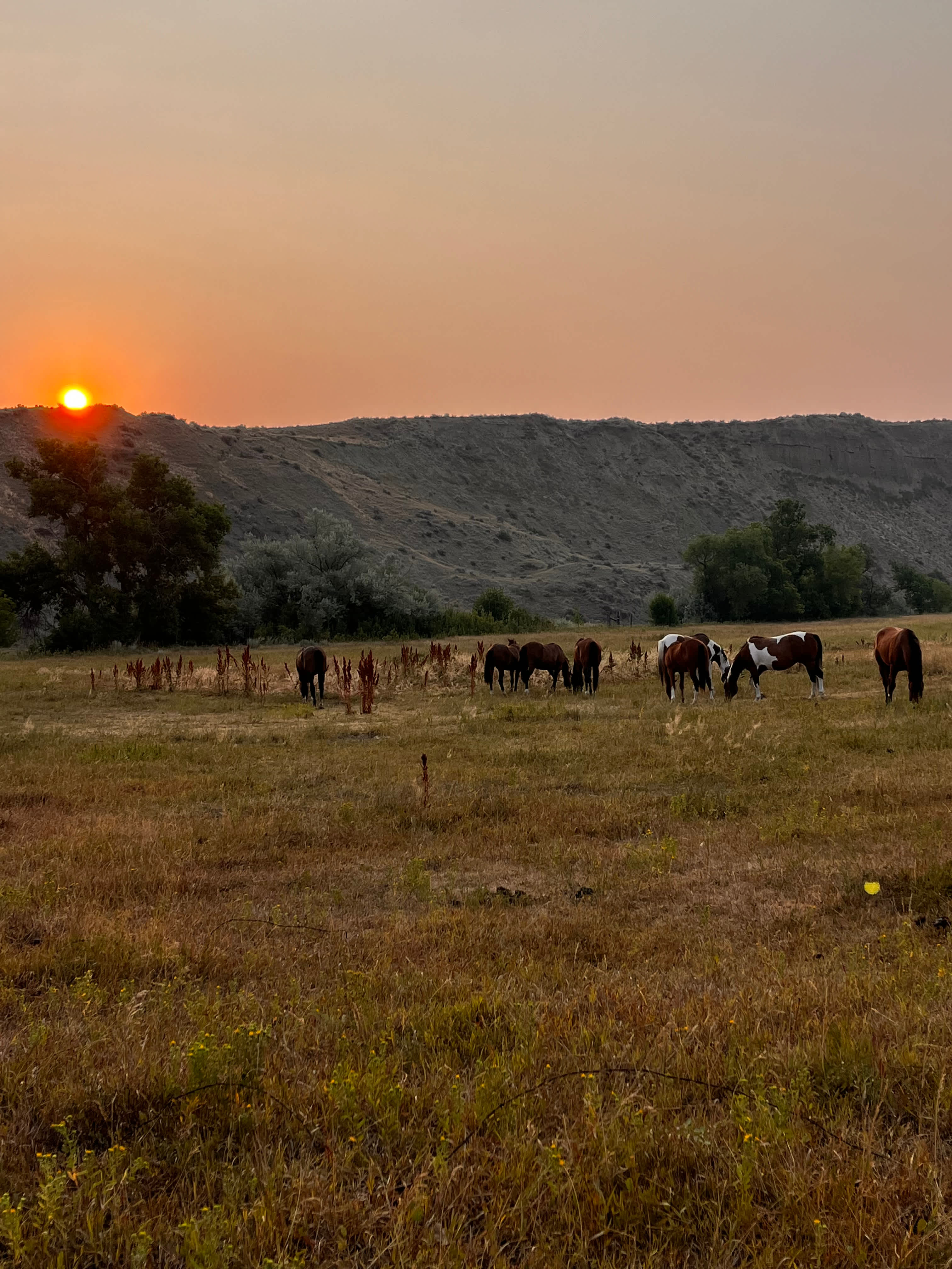 Medicine Tail Coulee Camp