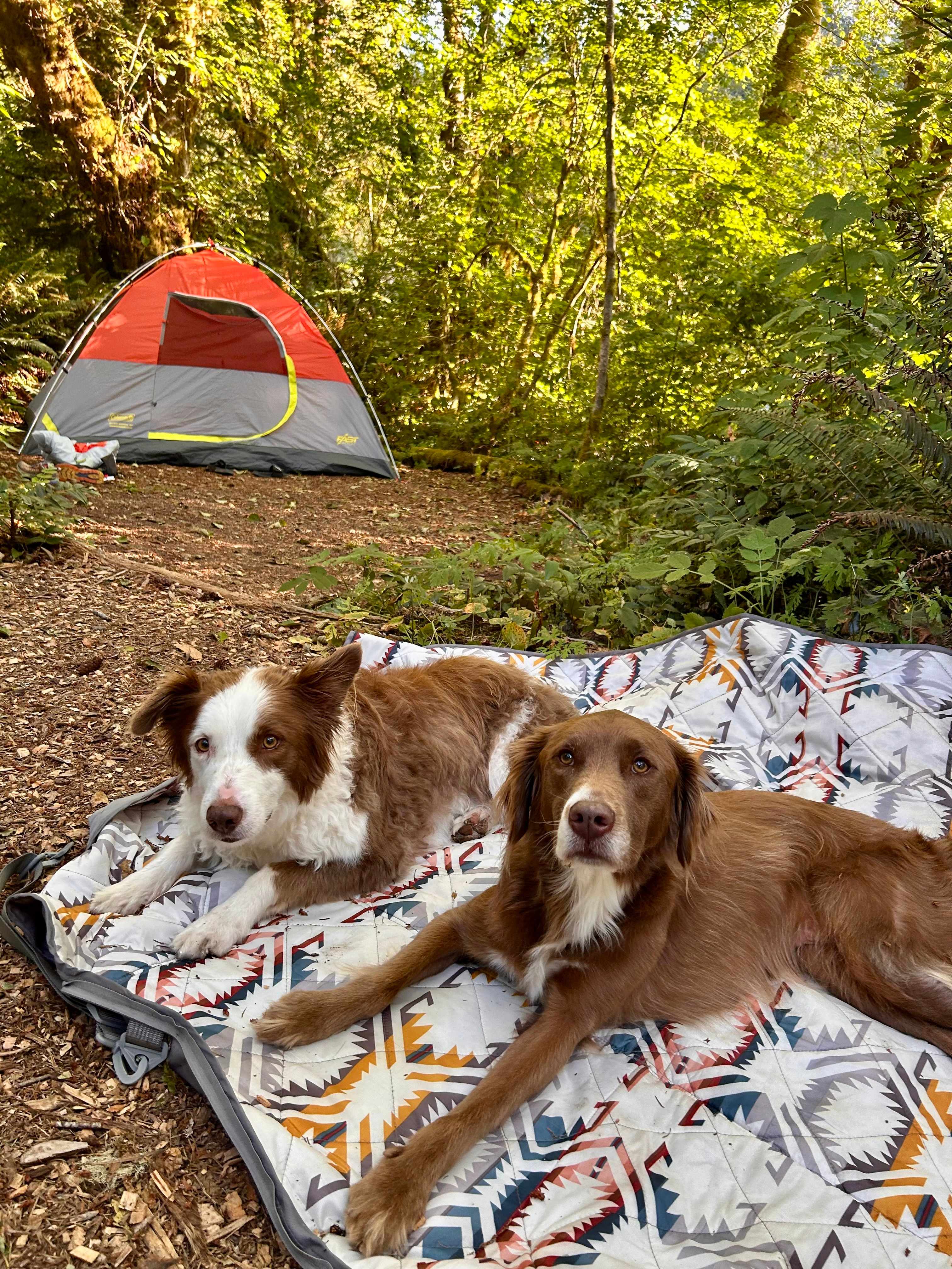 Happy camper dogs at site 7