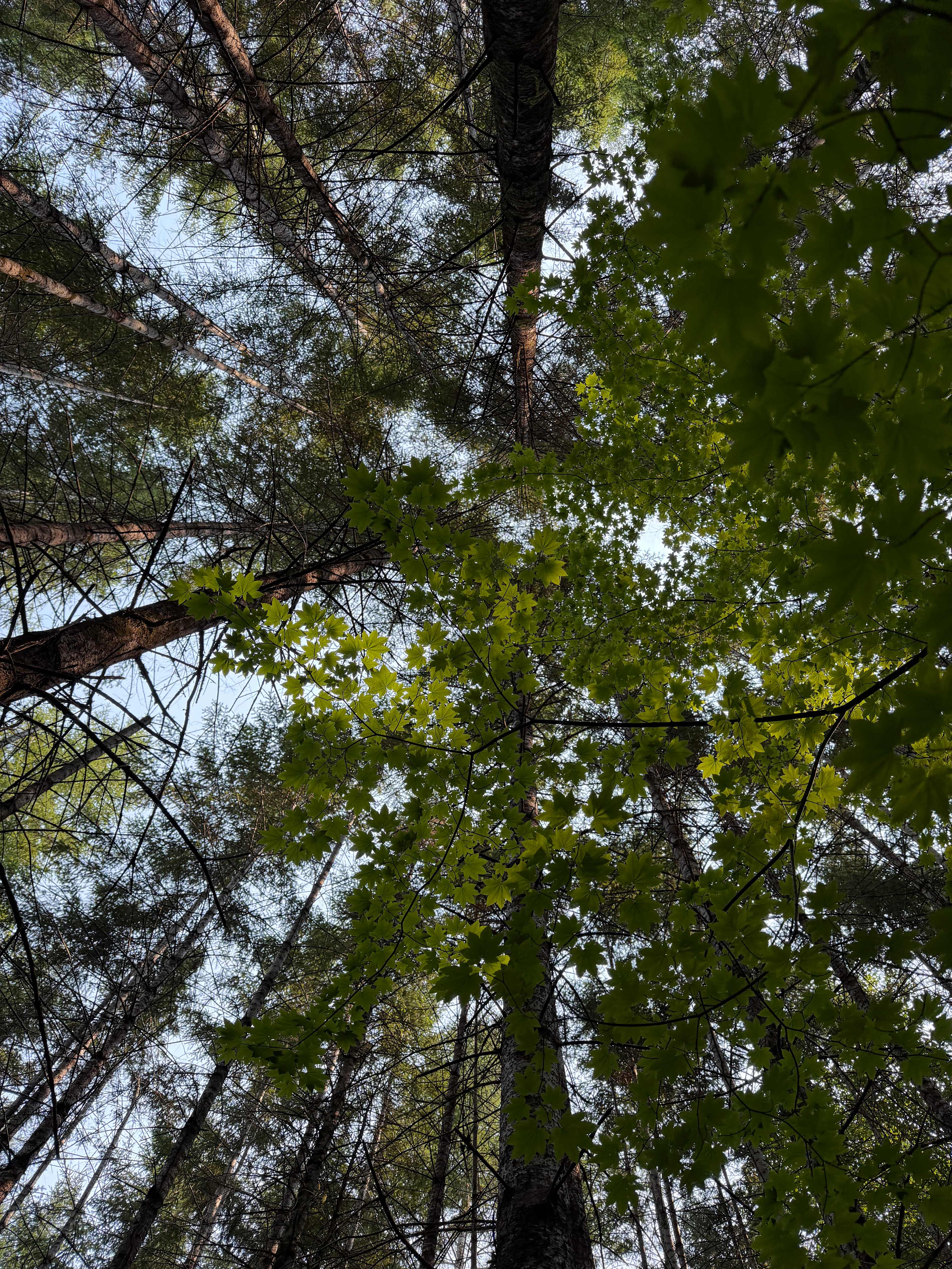 Elfendahl Forest