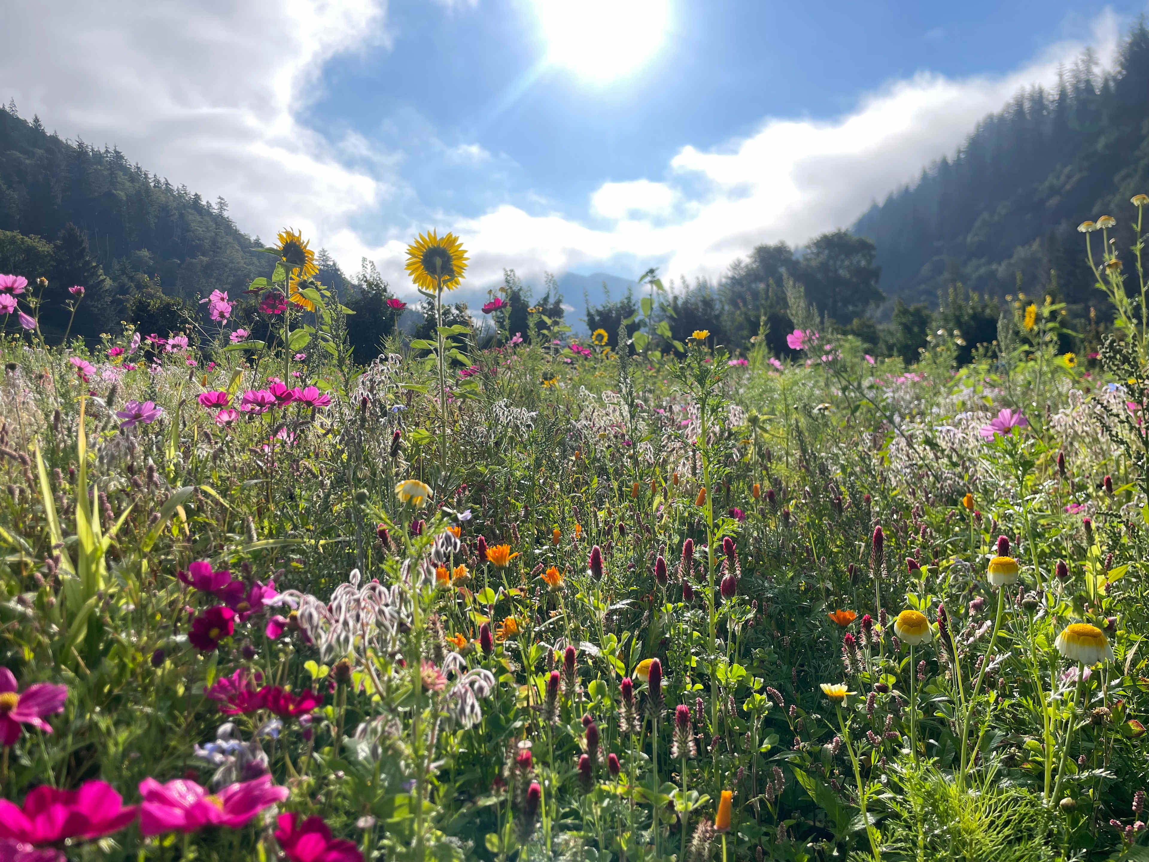 The Hydrangea Ranch