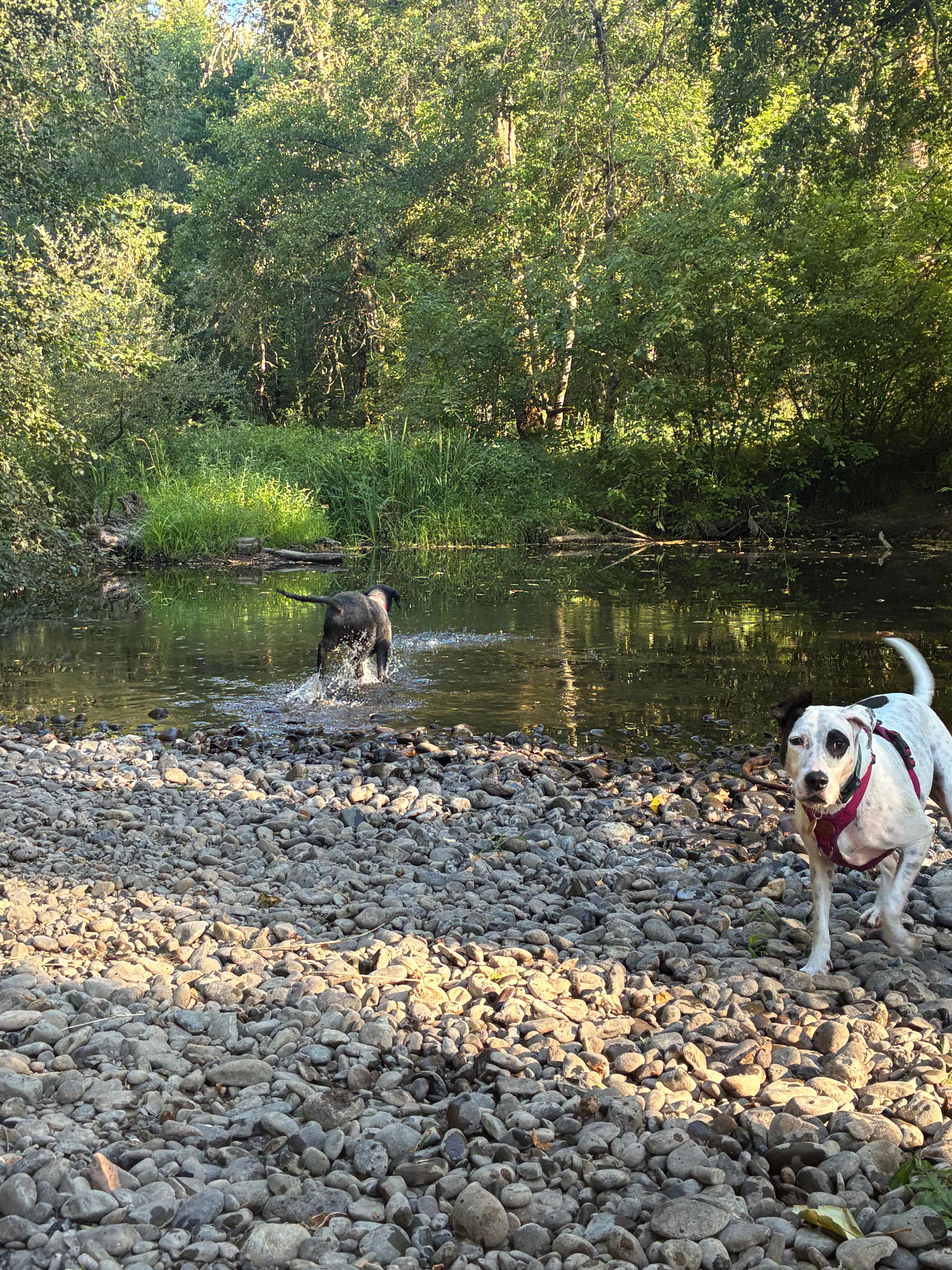 Santiam Serenity