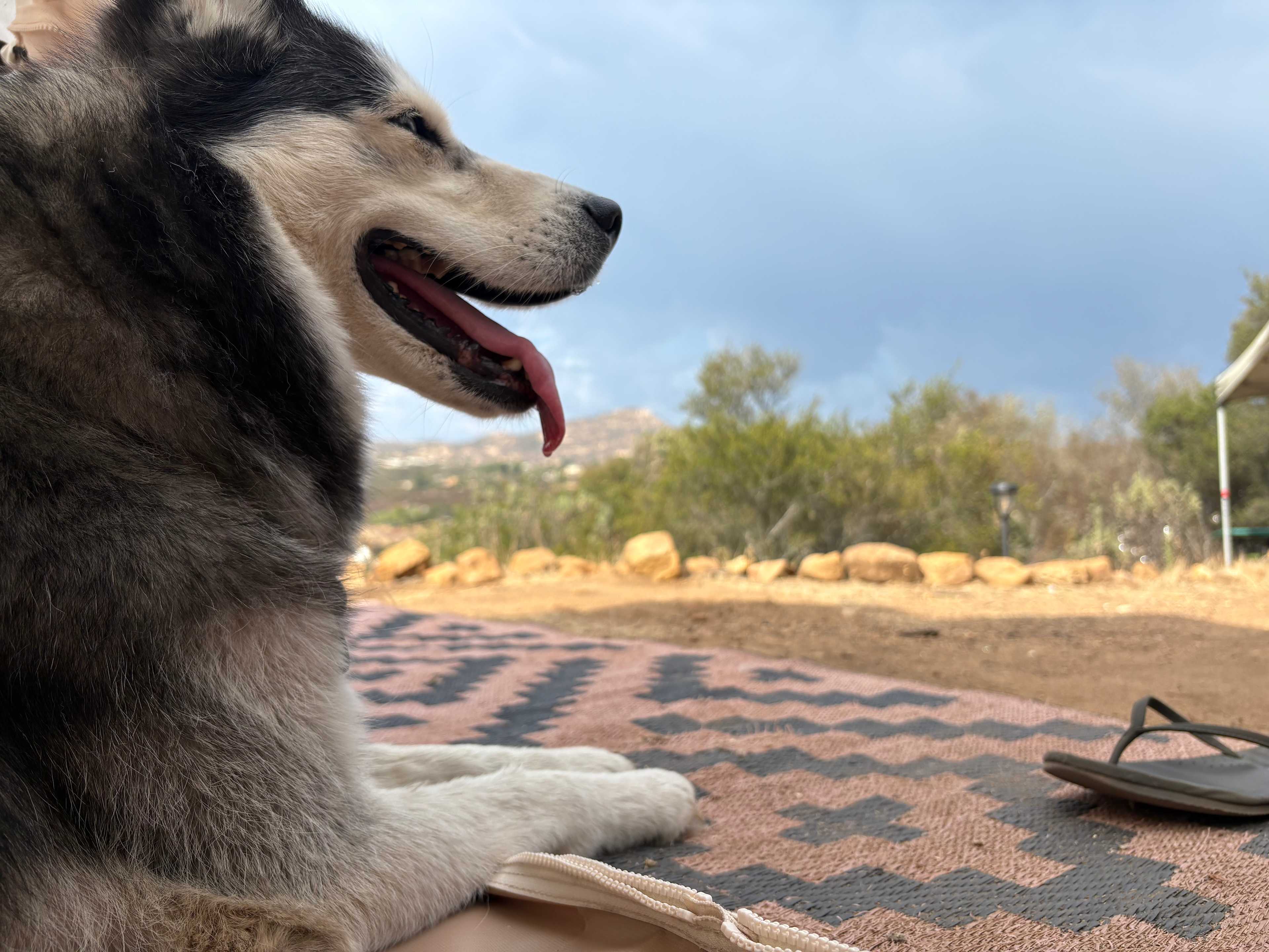 Happy dog and happy human.