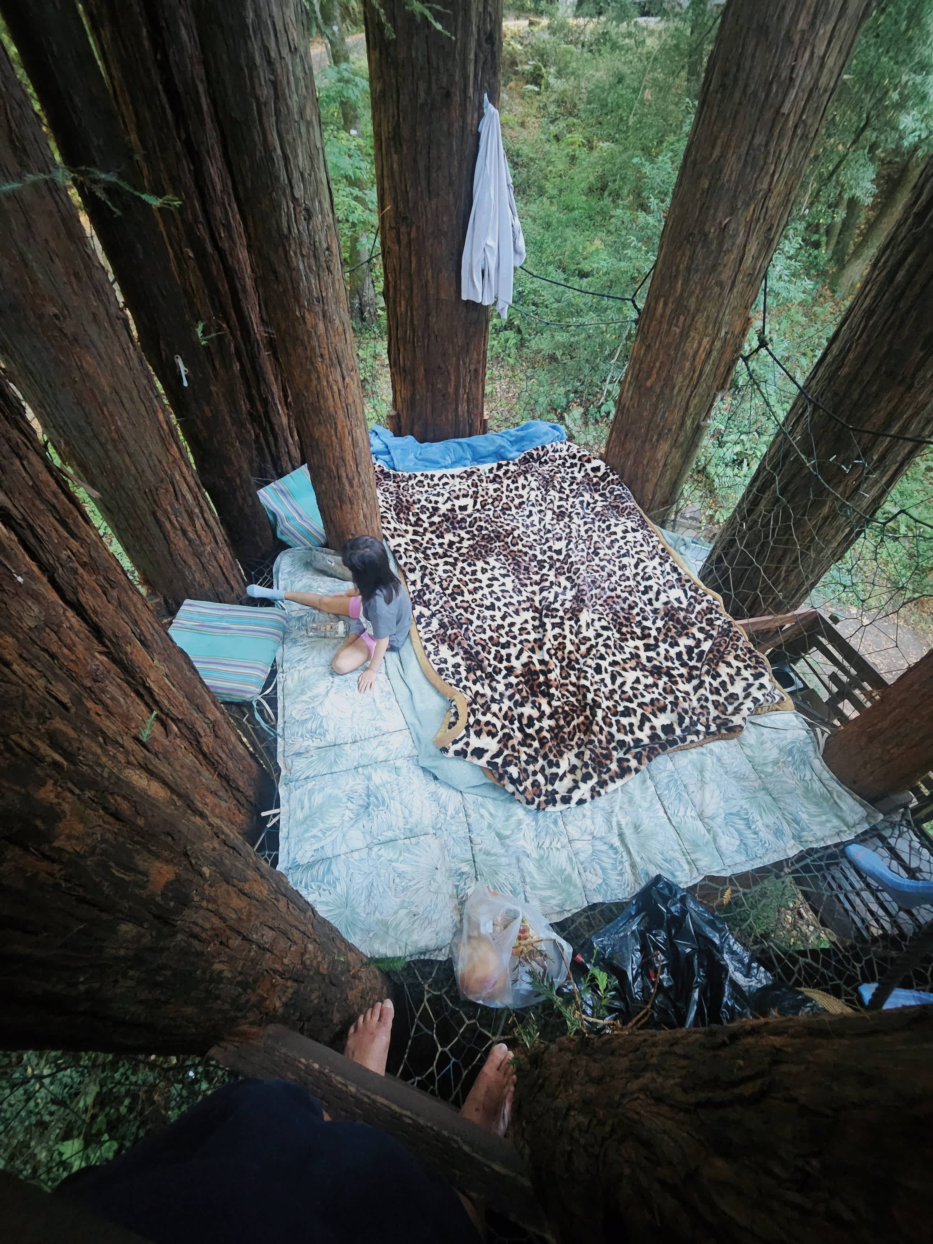Sleep Up High In A Redwood Tree-net