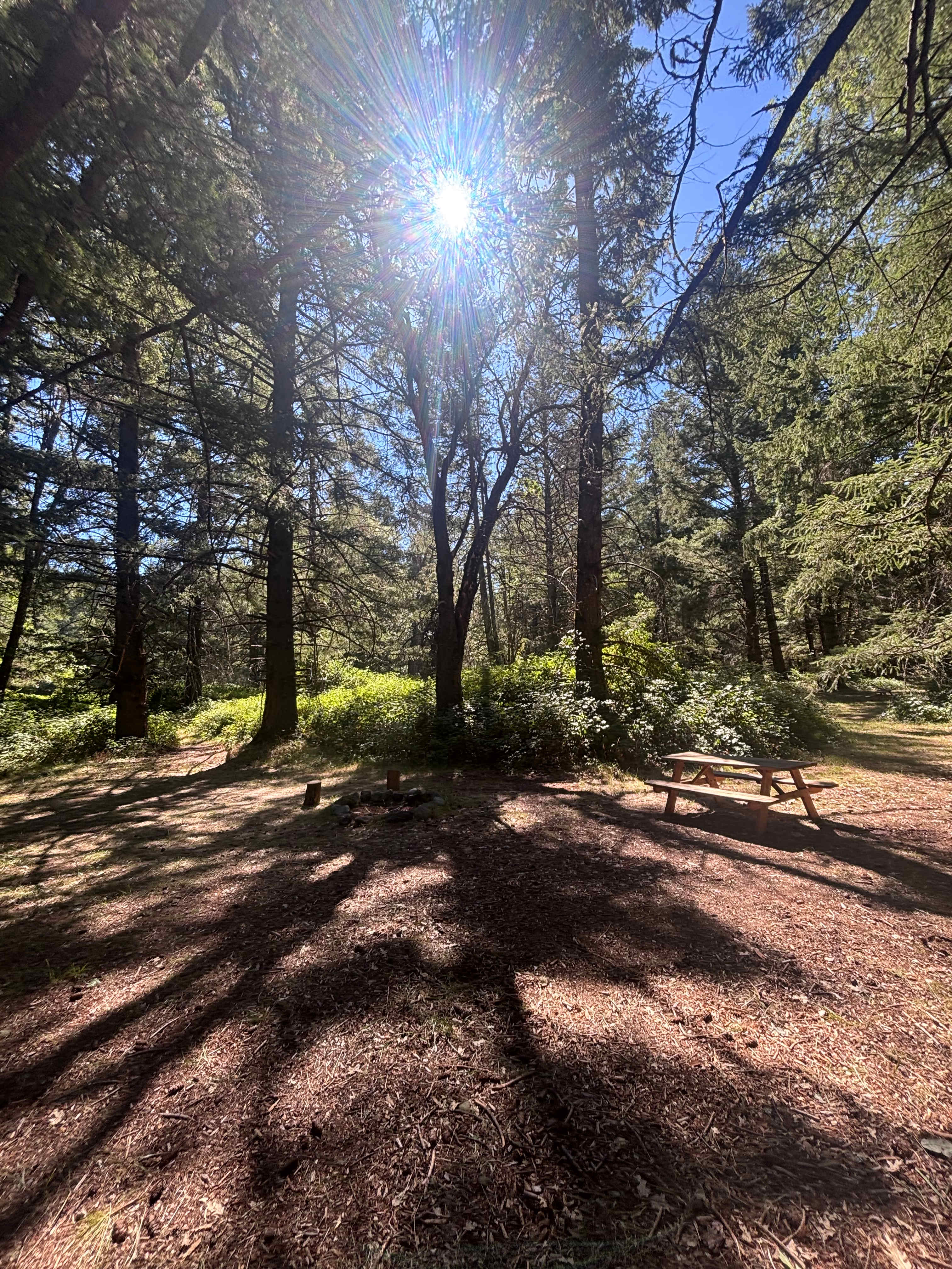 Cedar Bloom