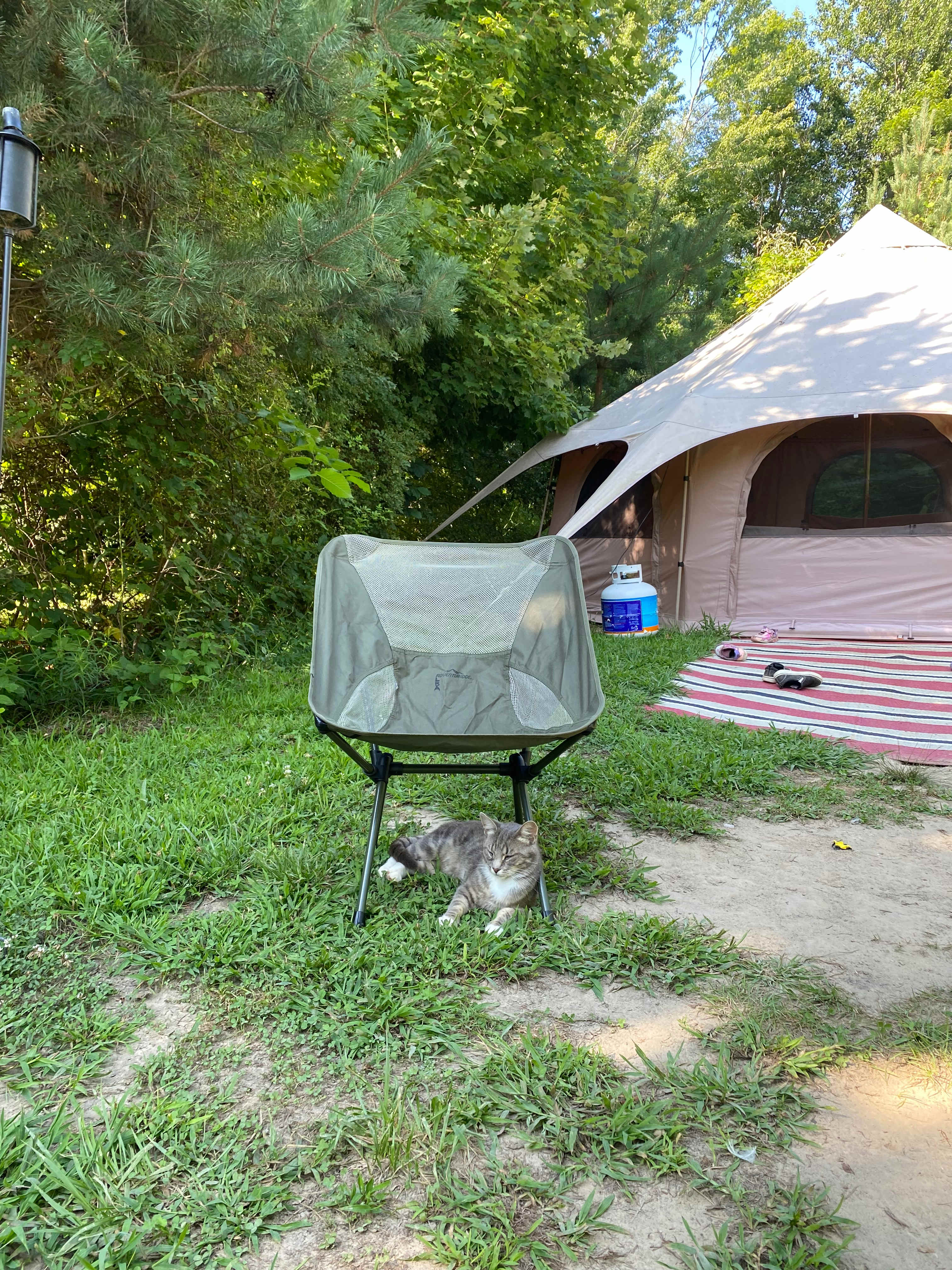 Loving all the cat visits!