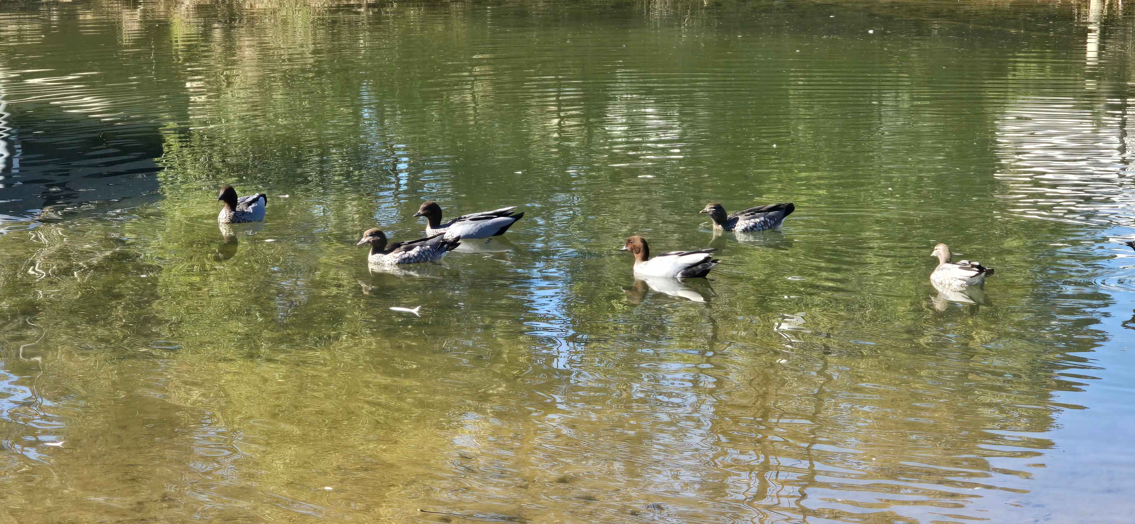 Crows Nest Tourist Park