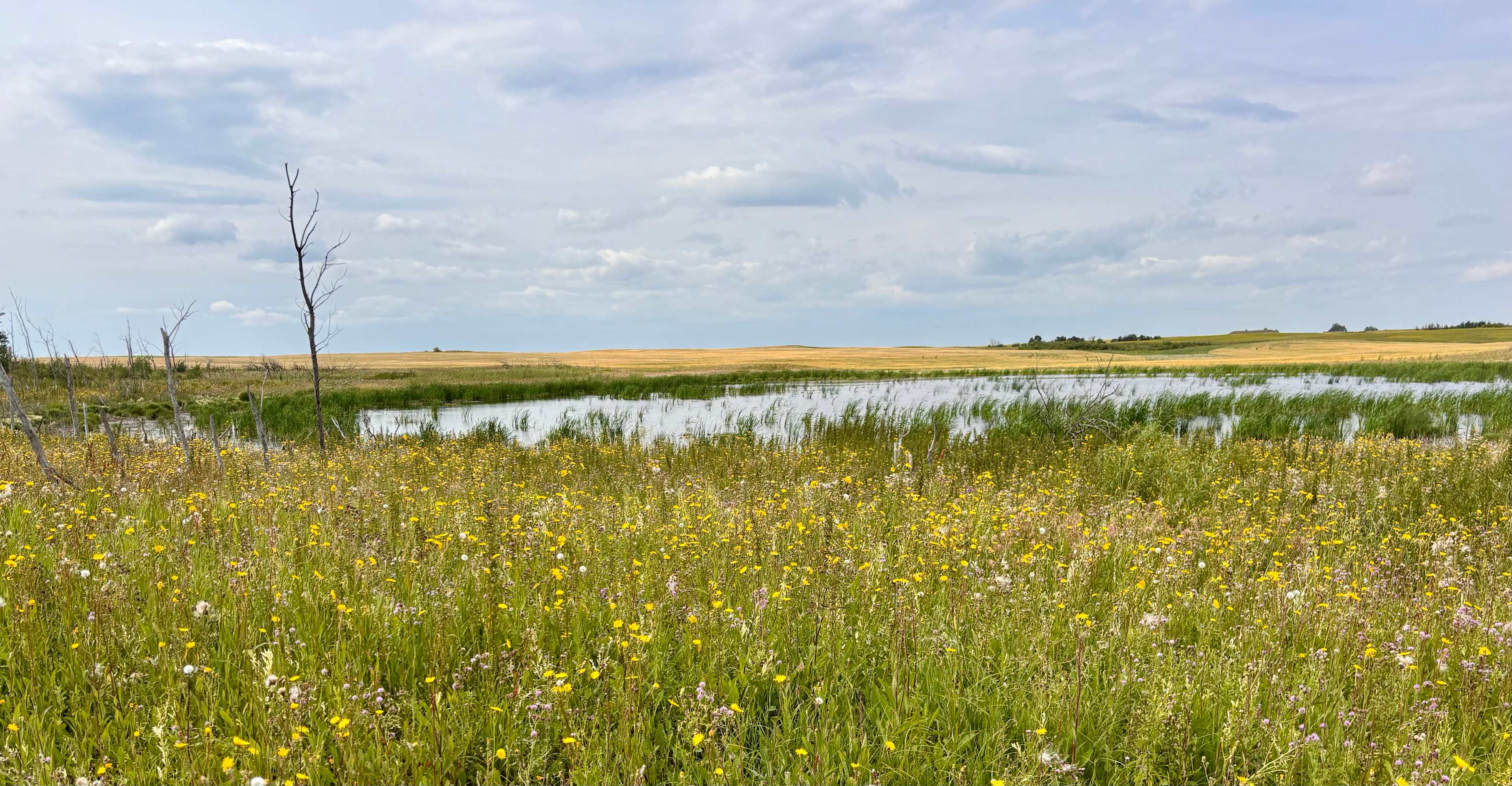 Picture of the site