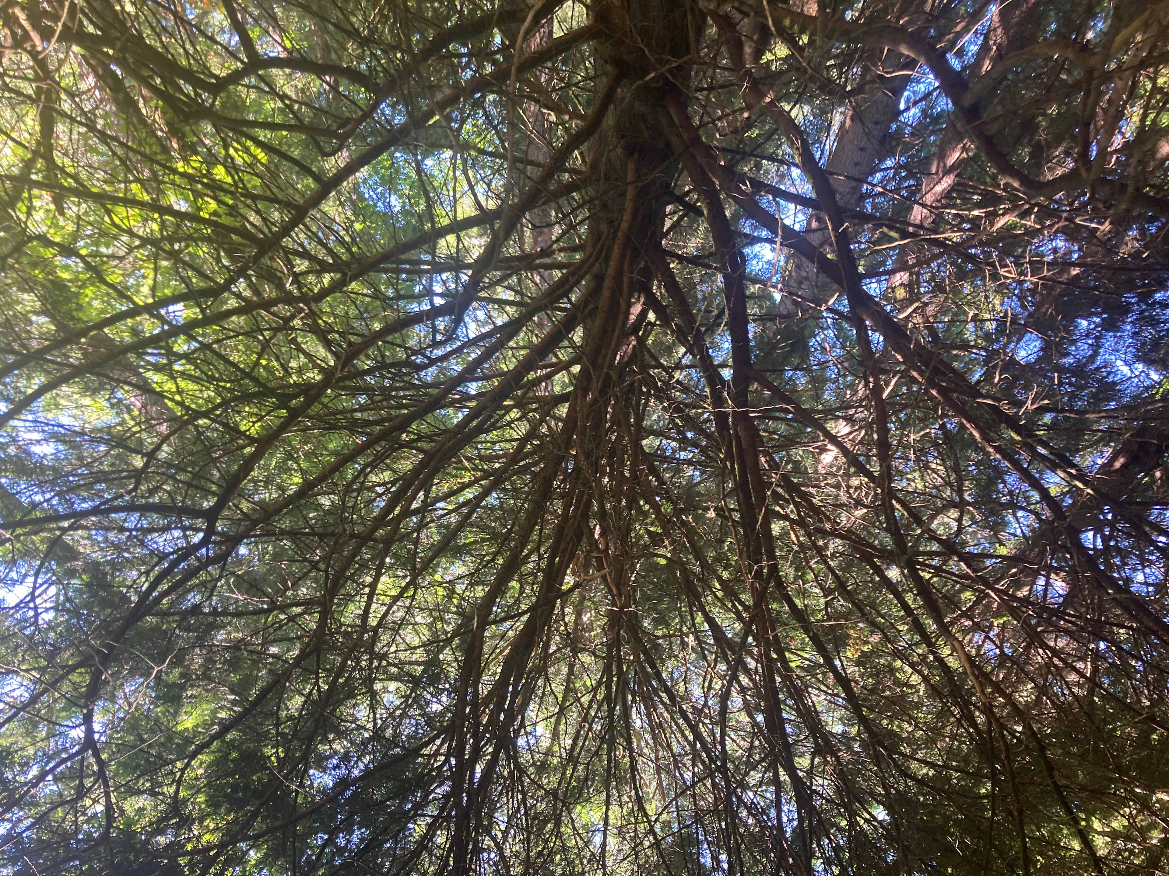 Marmot House Old Growth Forest
