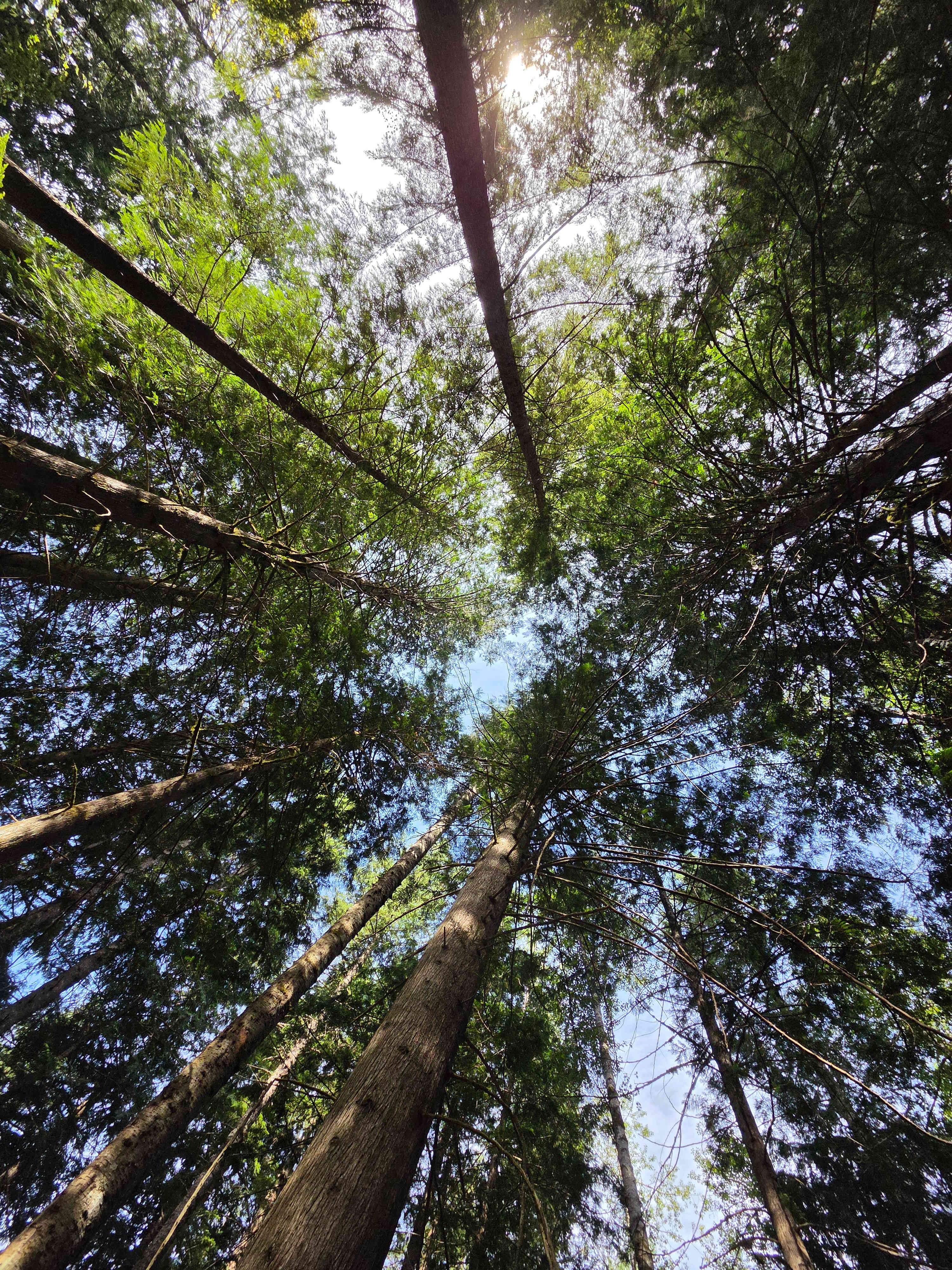 Scenic Cedars