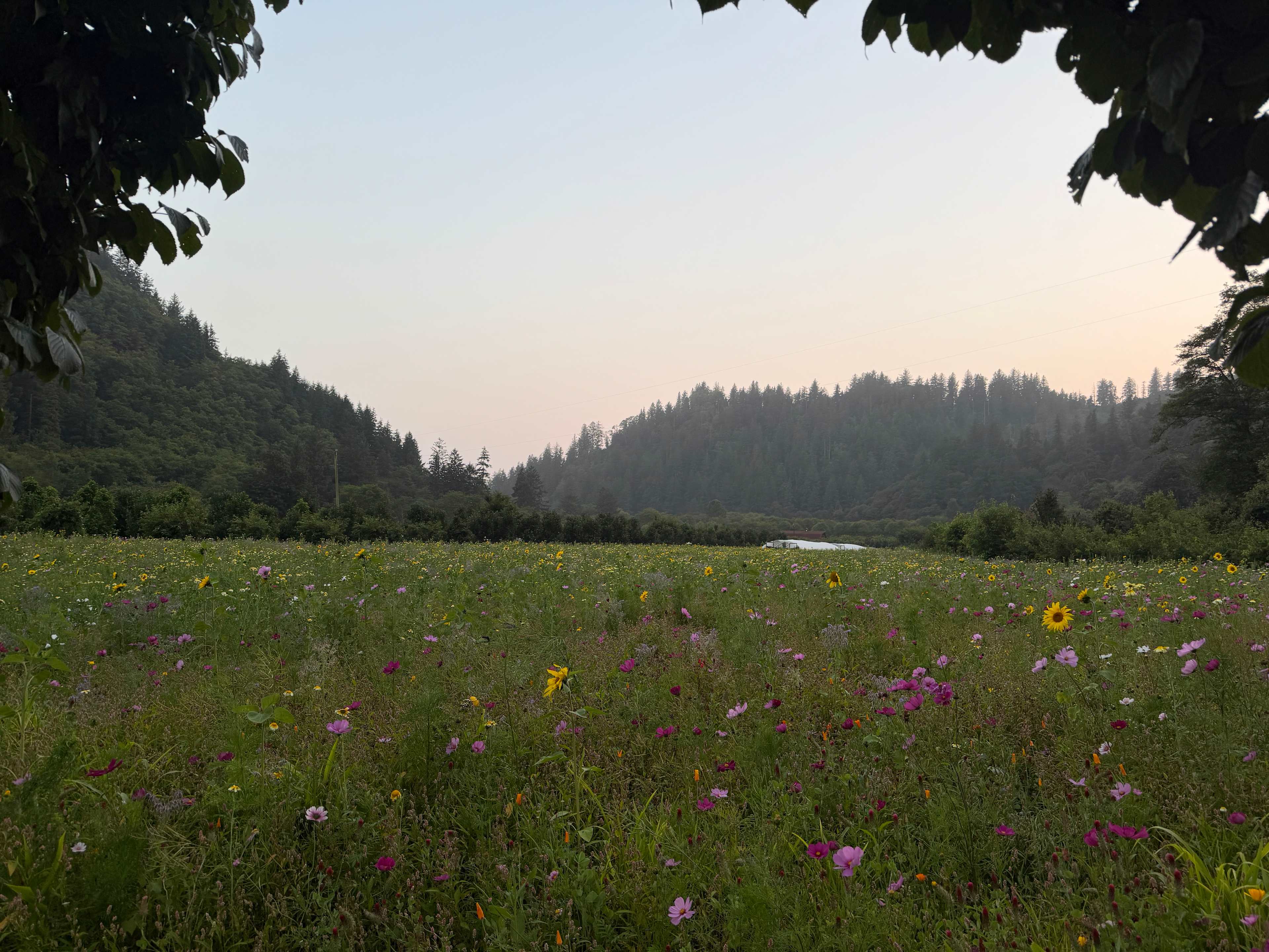 The Hydrangea Ranch