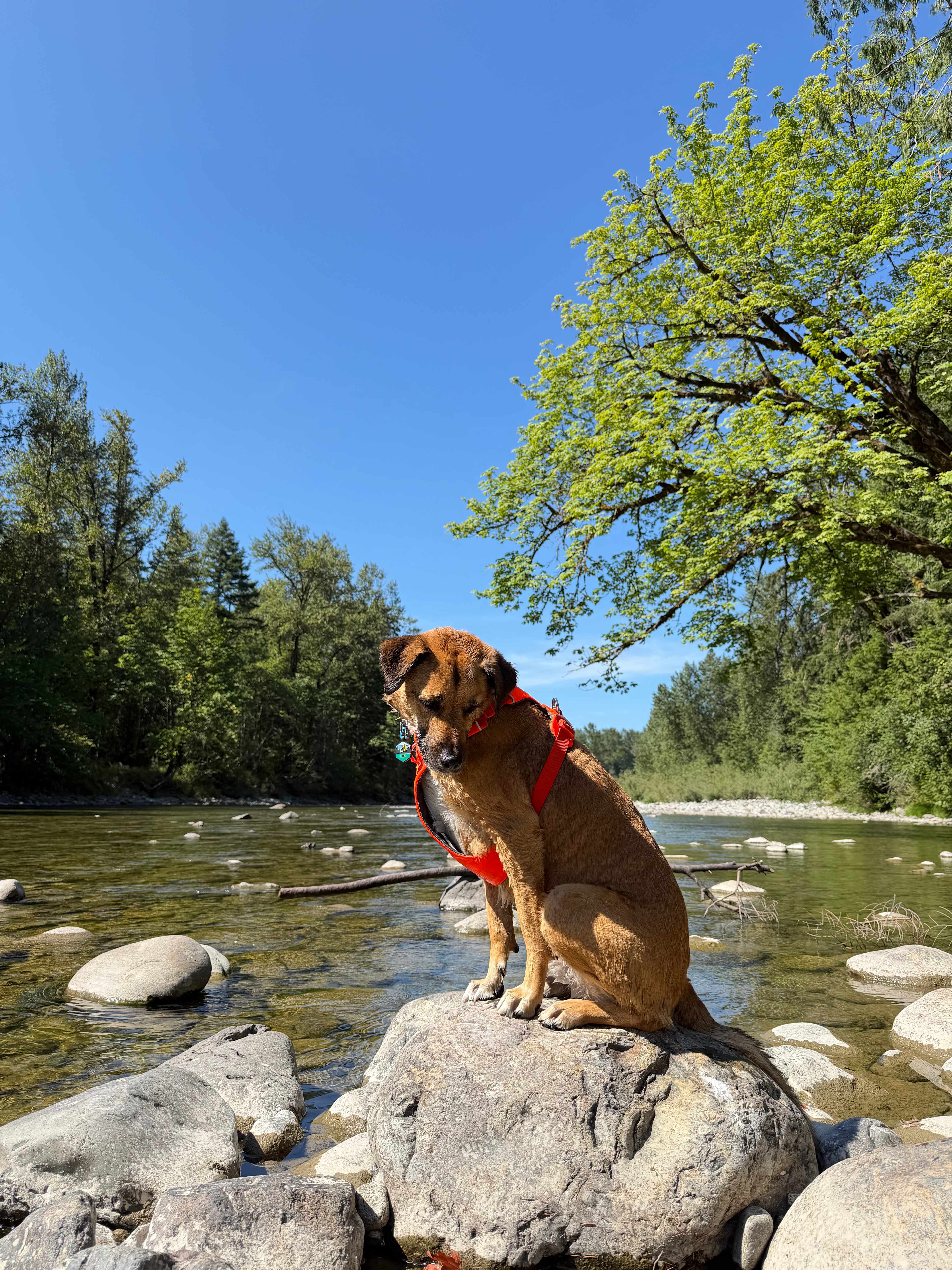 Forested with River Access/Firepit