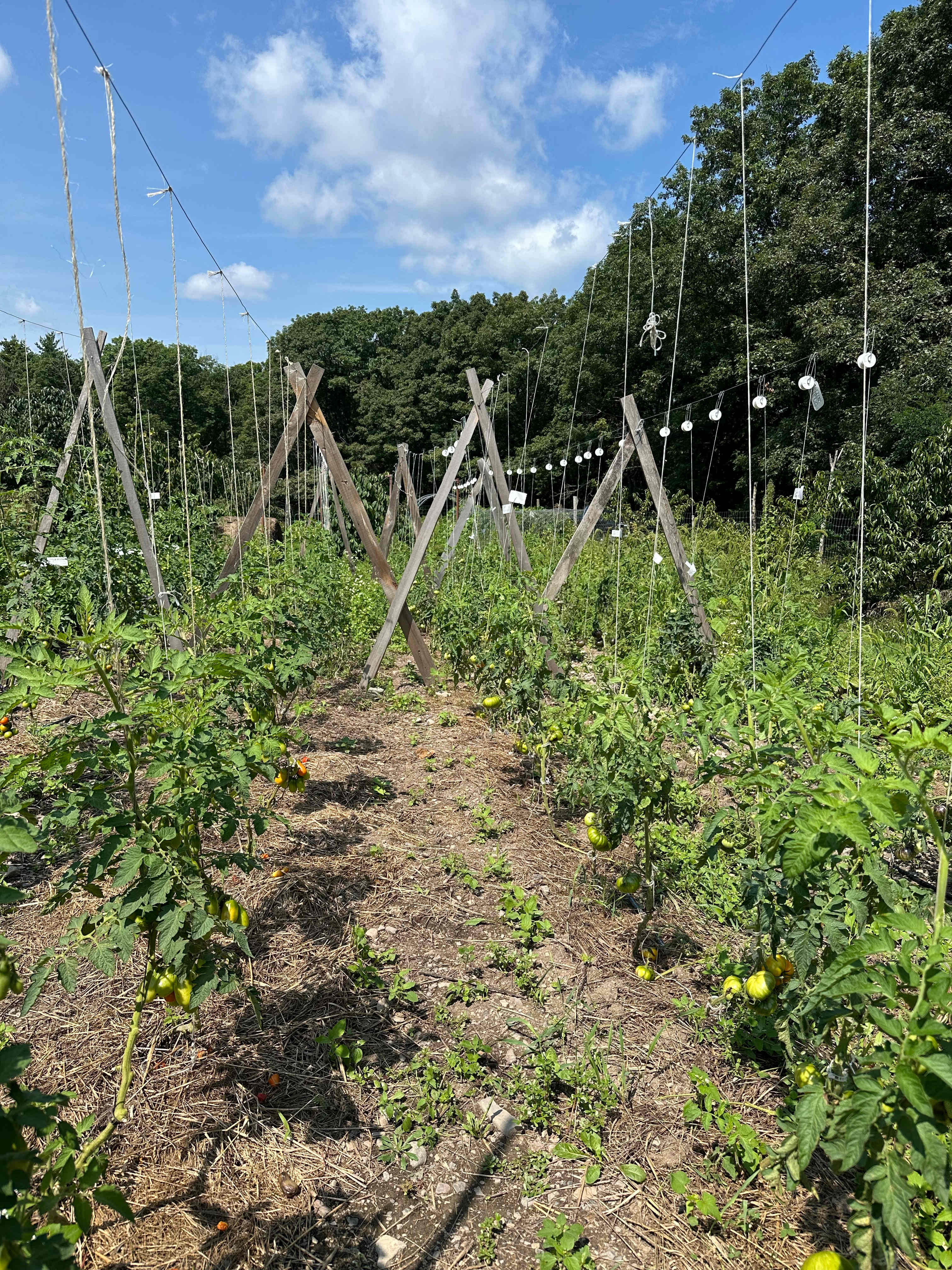 Magic Forest Farm