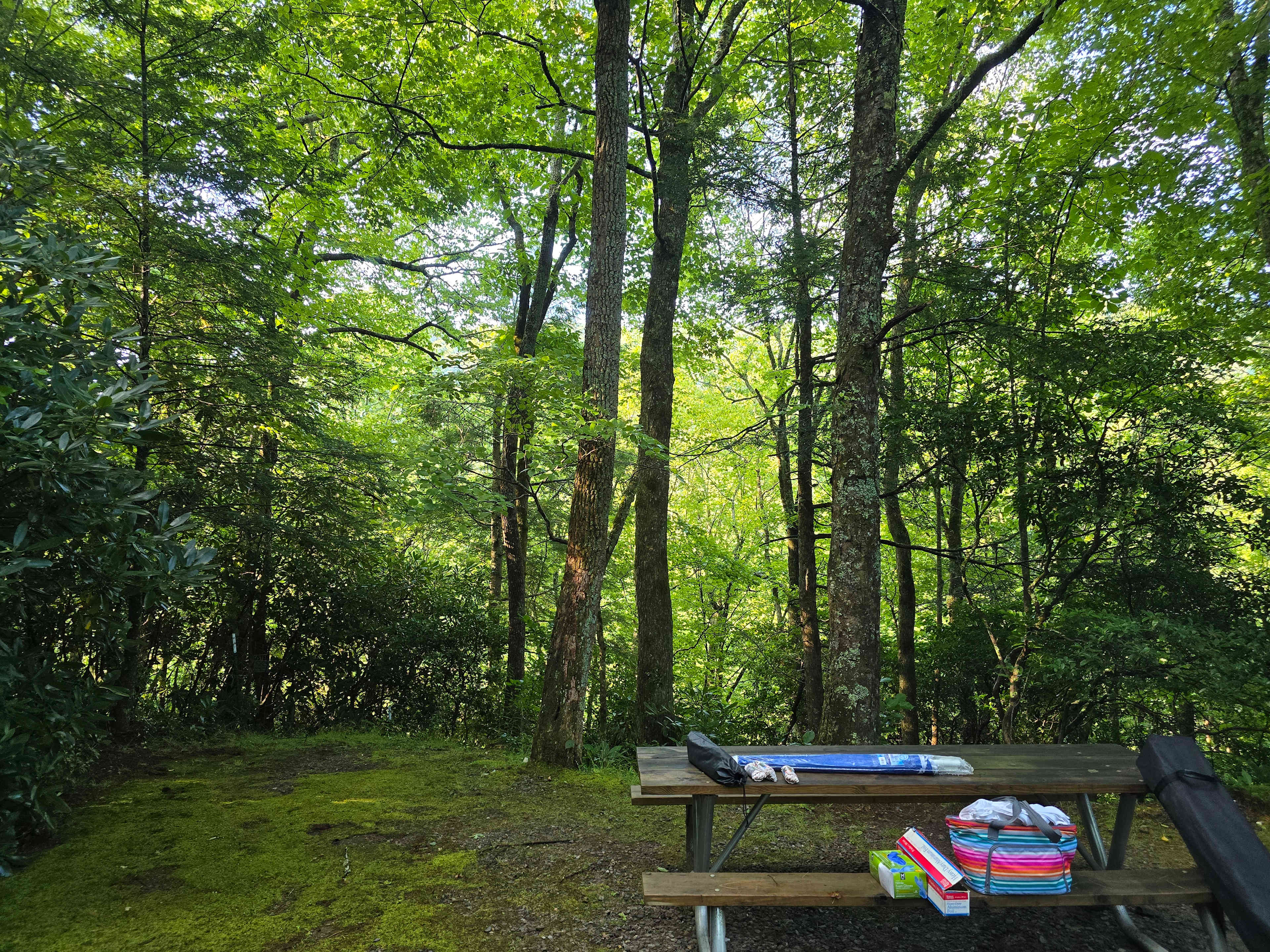 Lovely shaded camp site.
