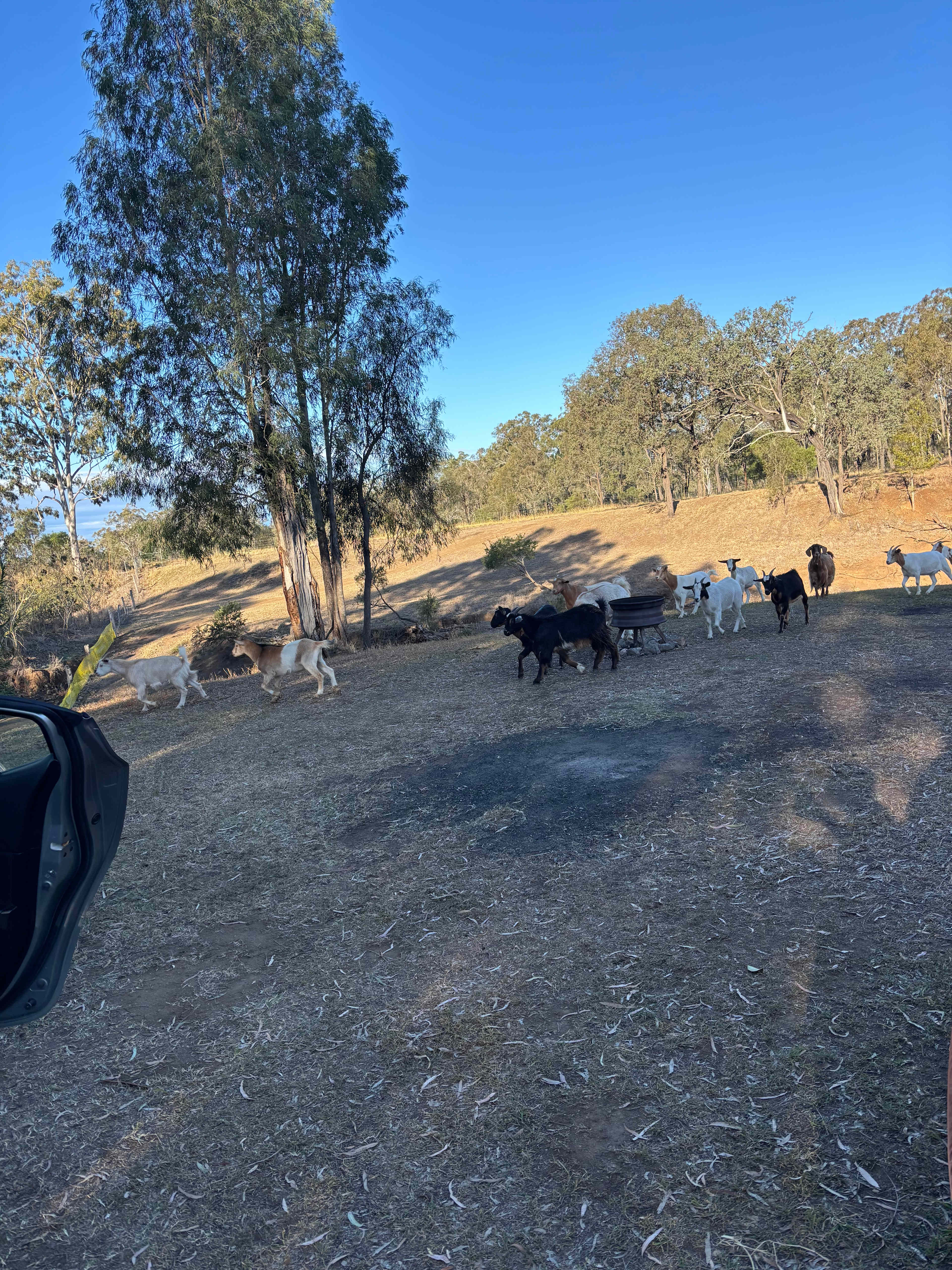 Rocky Creek Homestead