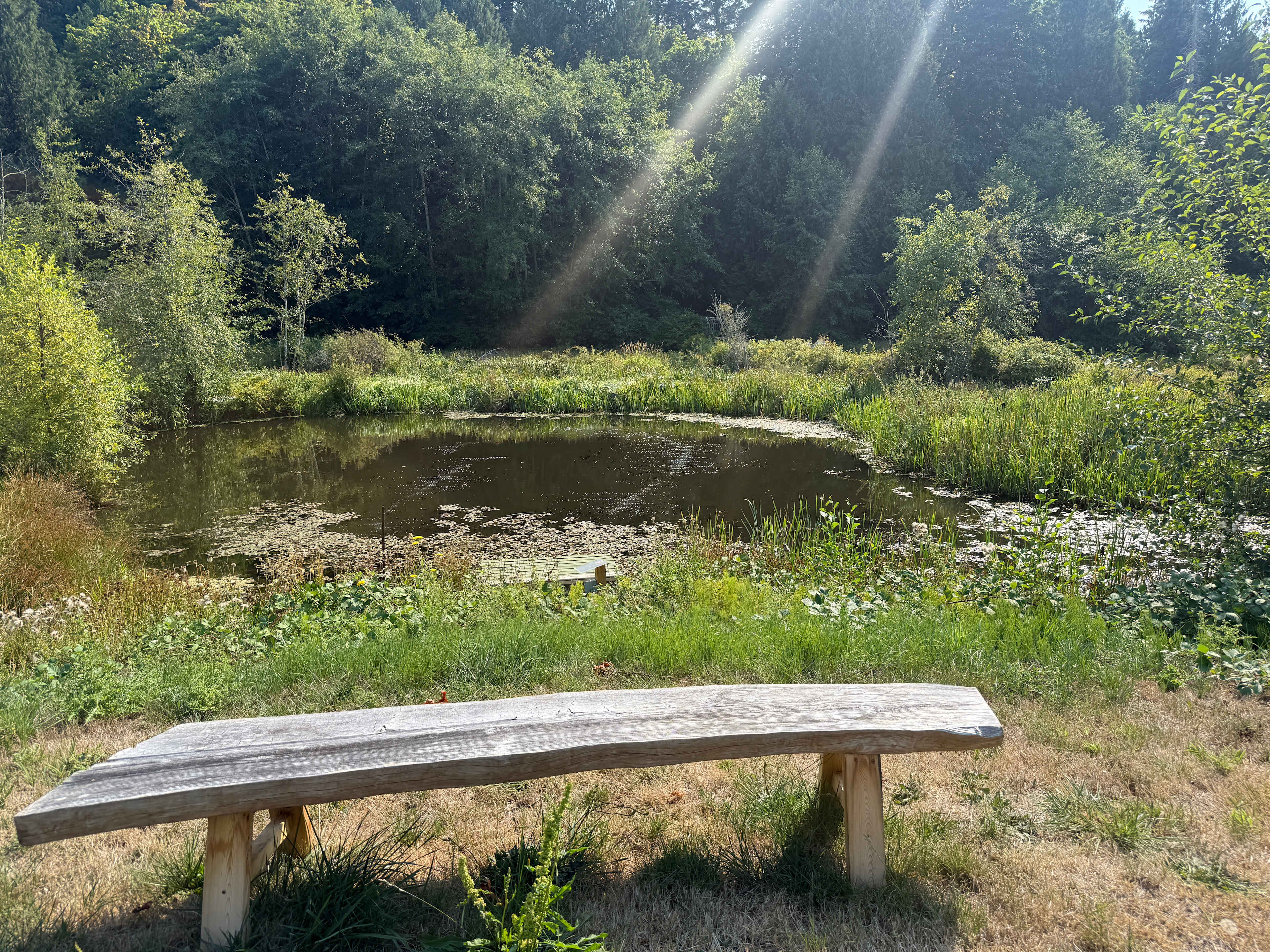 Picture of the site