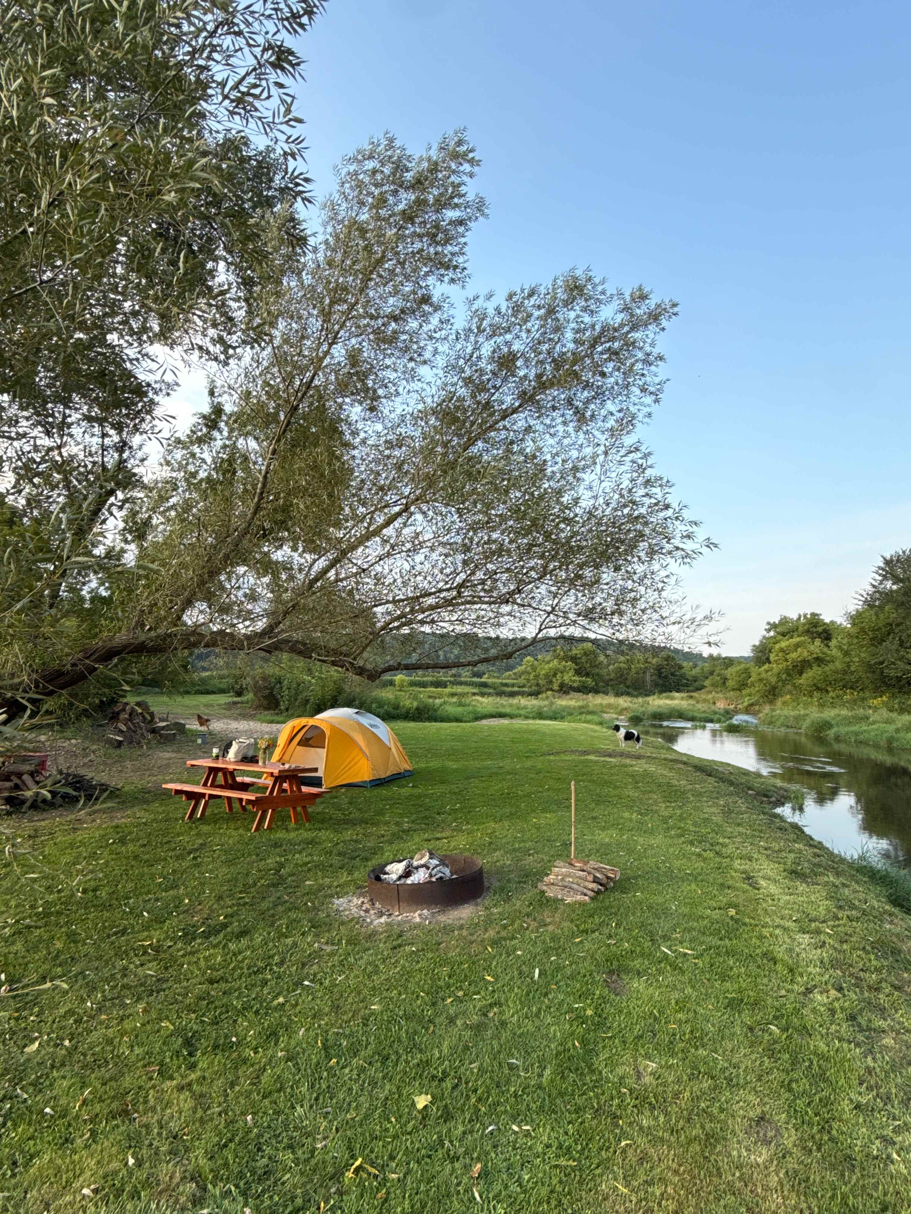 The Driftless Willow