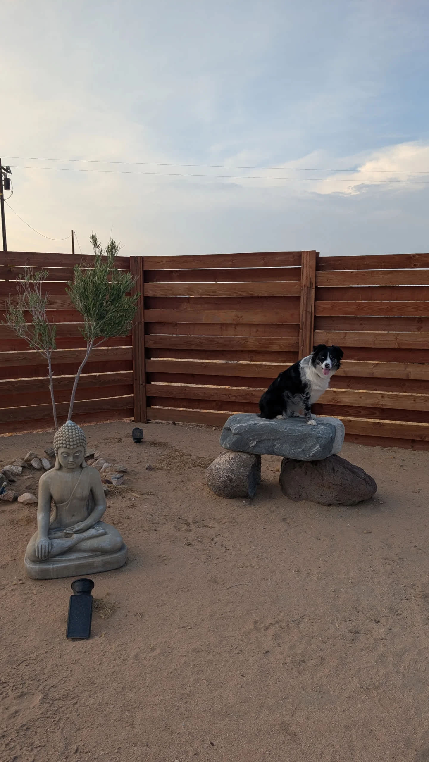 Very dog friendly! 