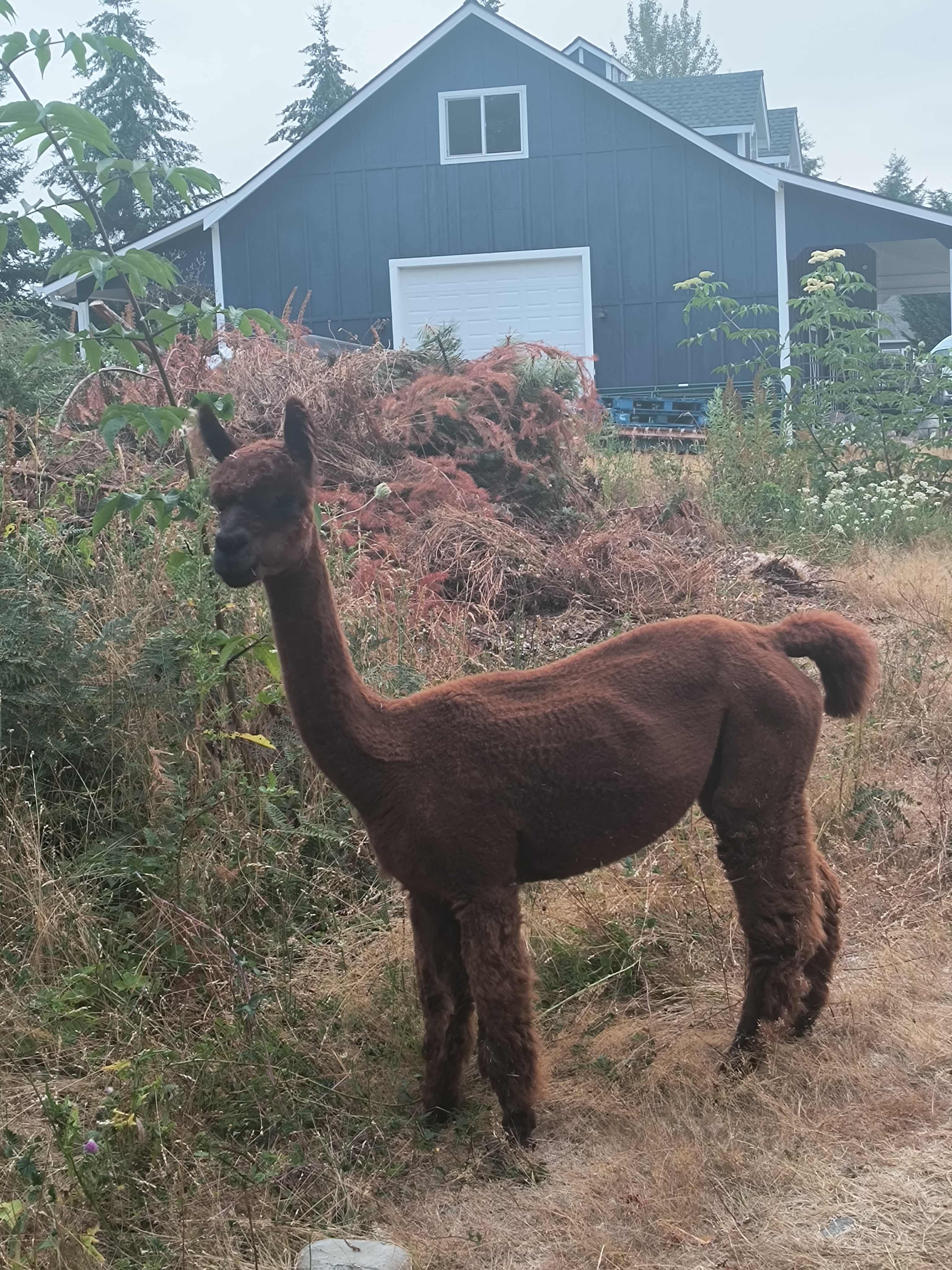 Camp with the Alpacas