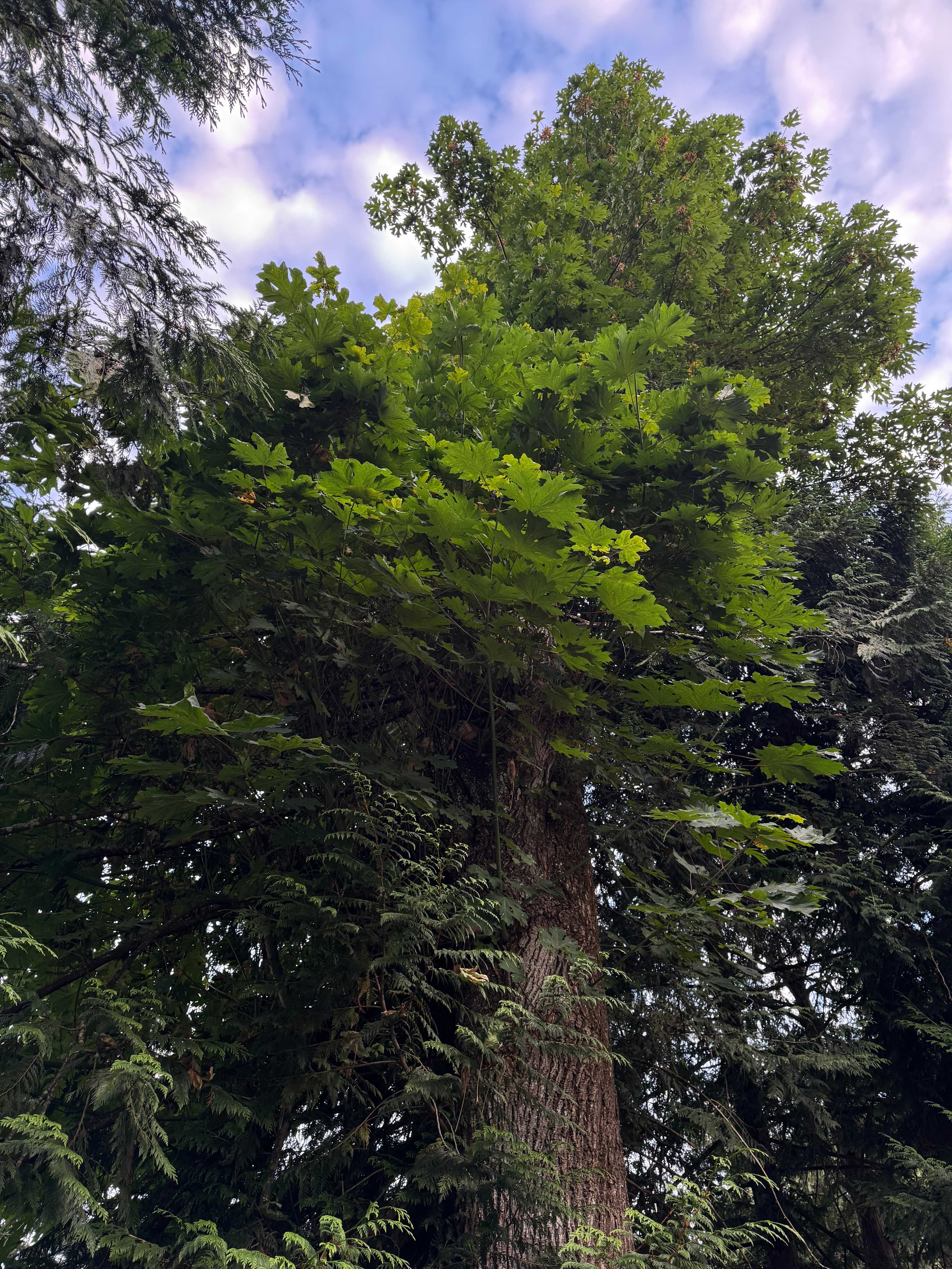 Tree in campsite
