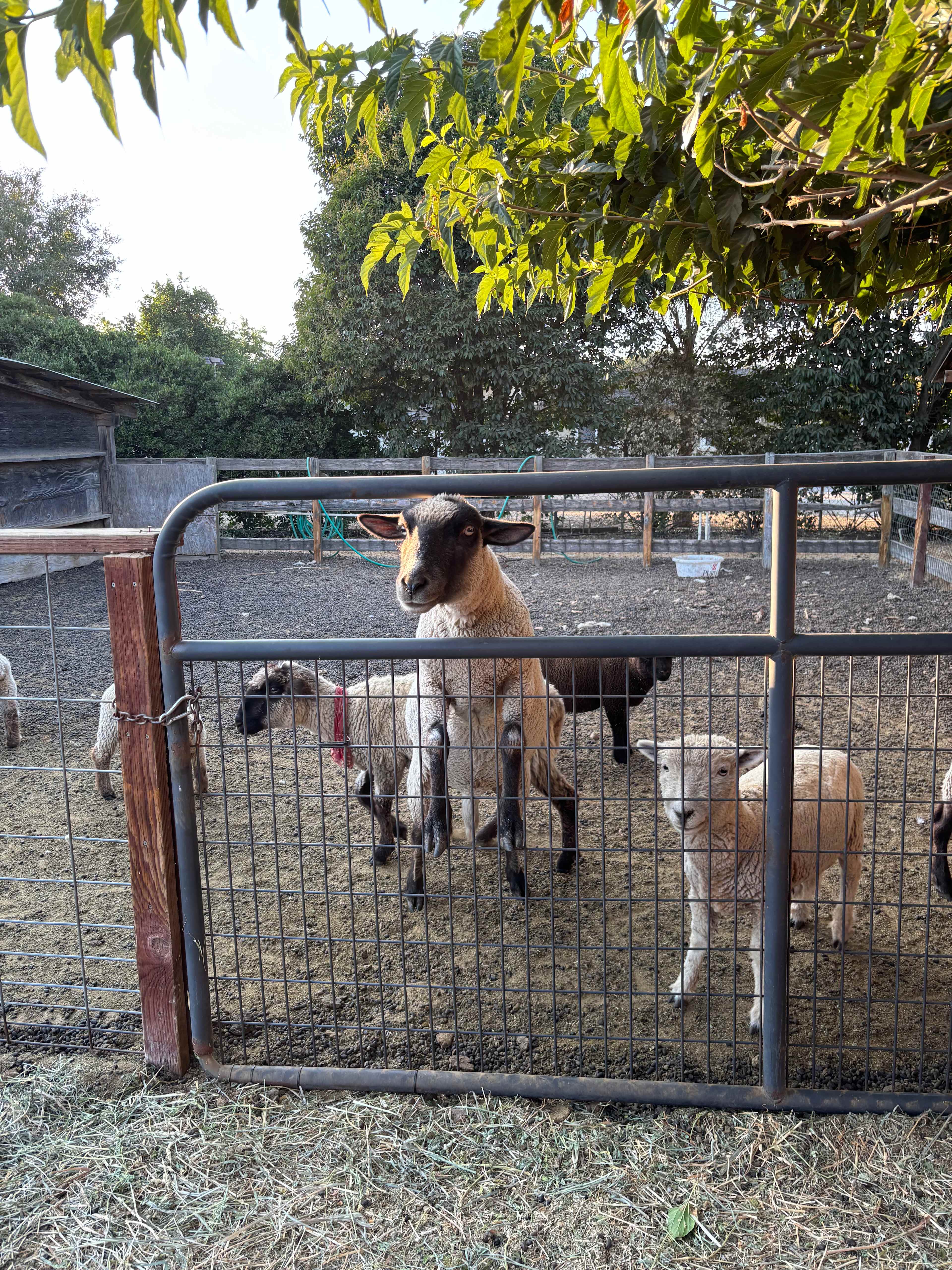Windsor Family Farm