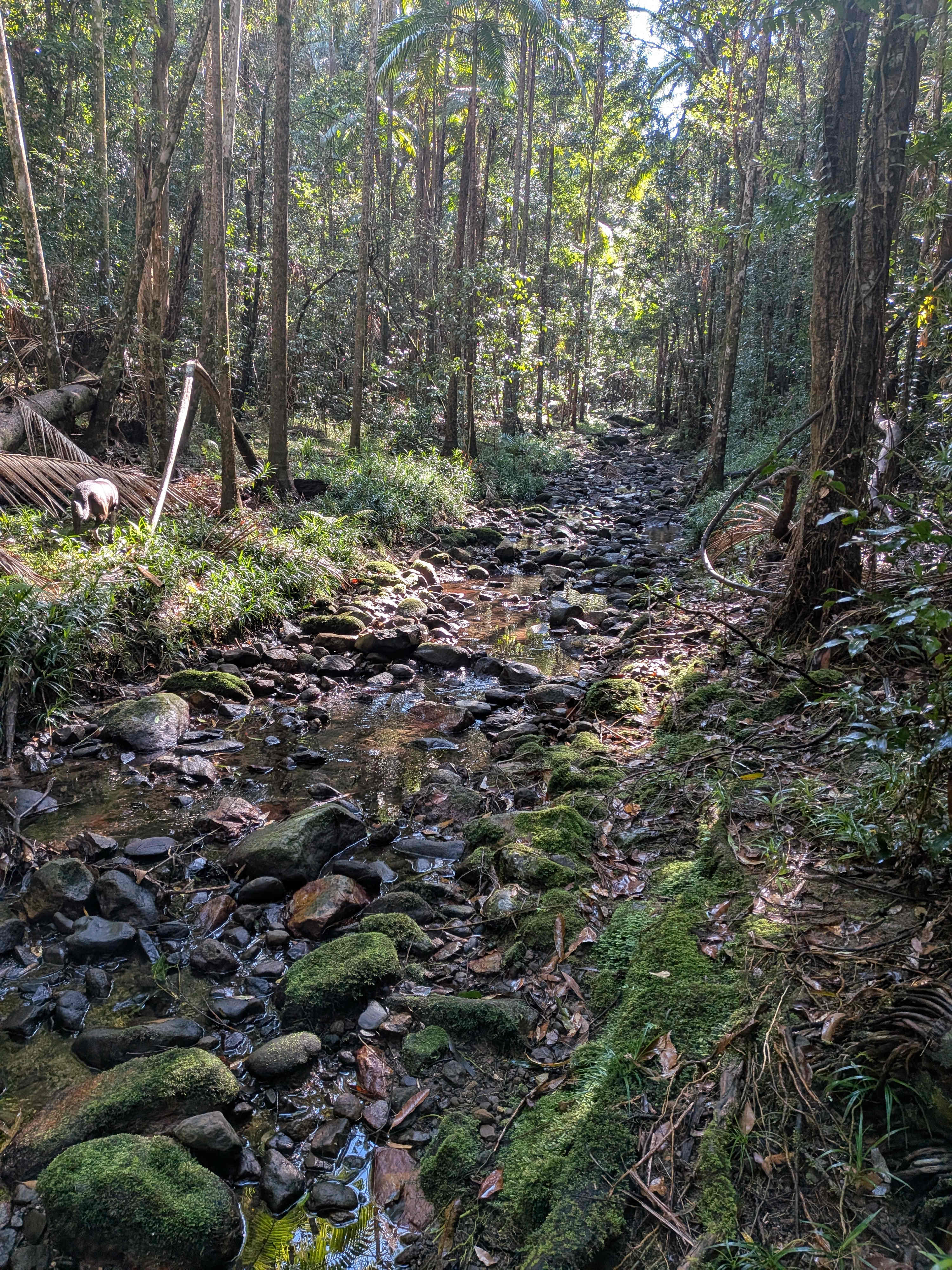 Woombye Rainforest Escape