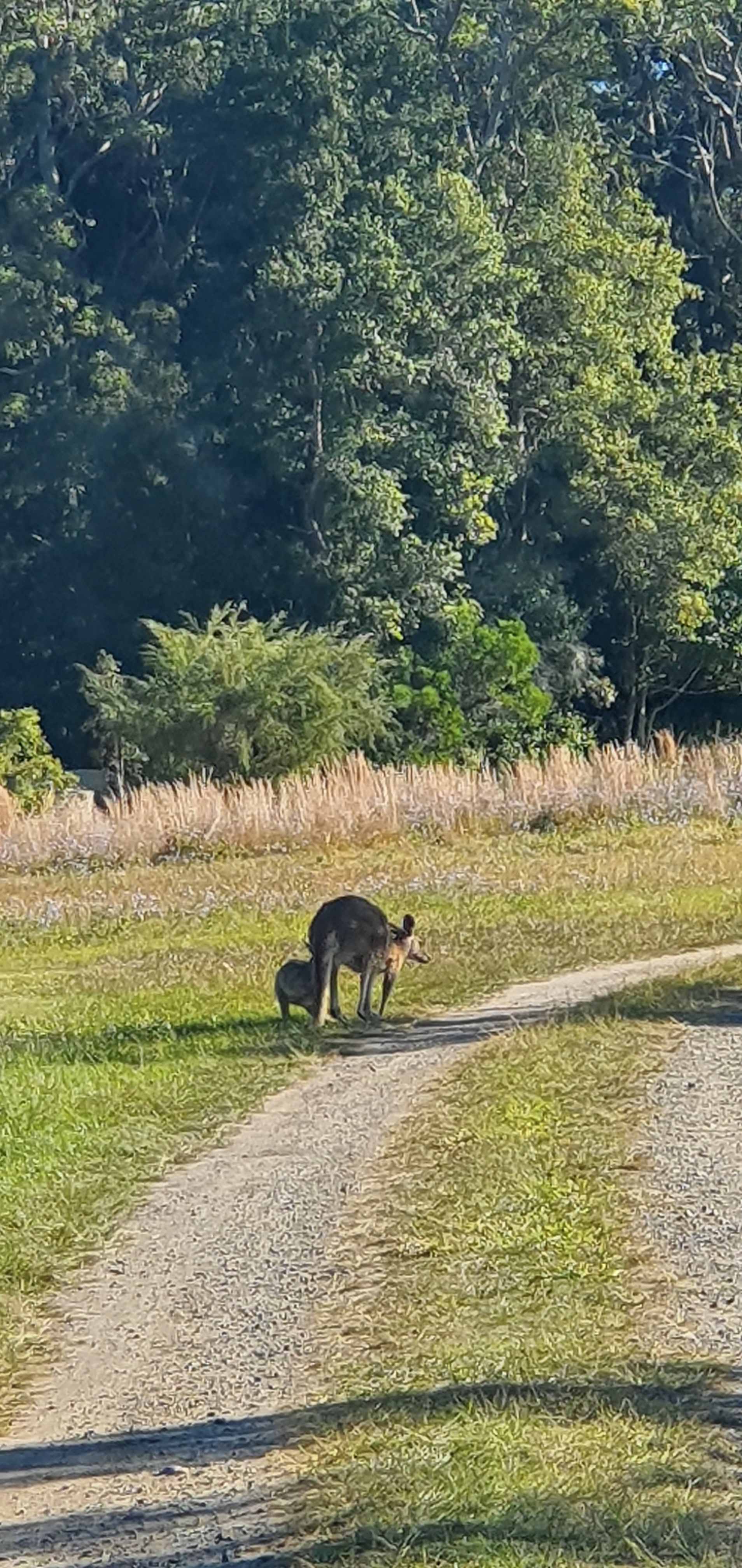 Skippy Trails on Sippy