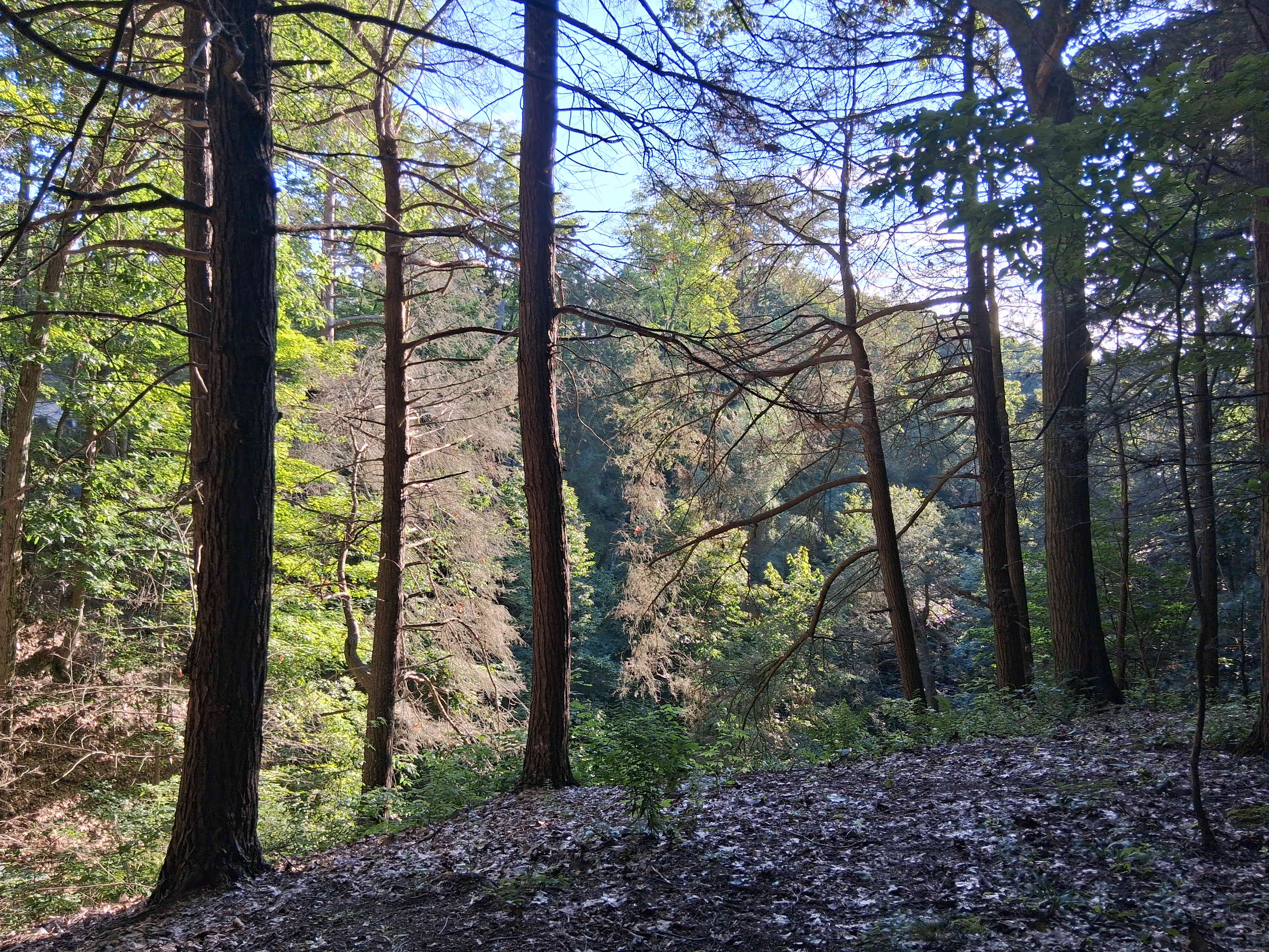 View from the ridge