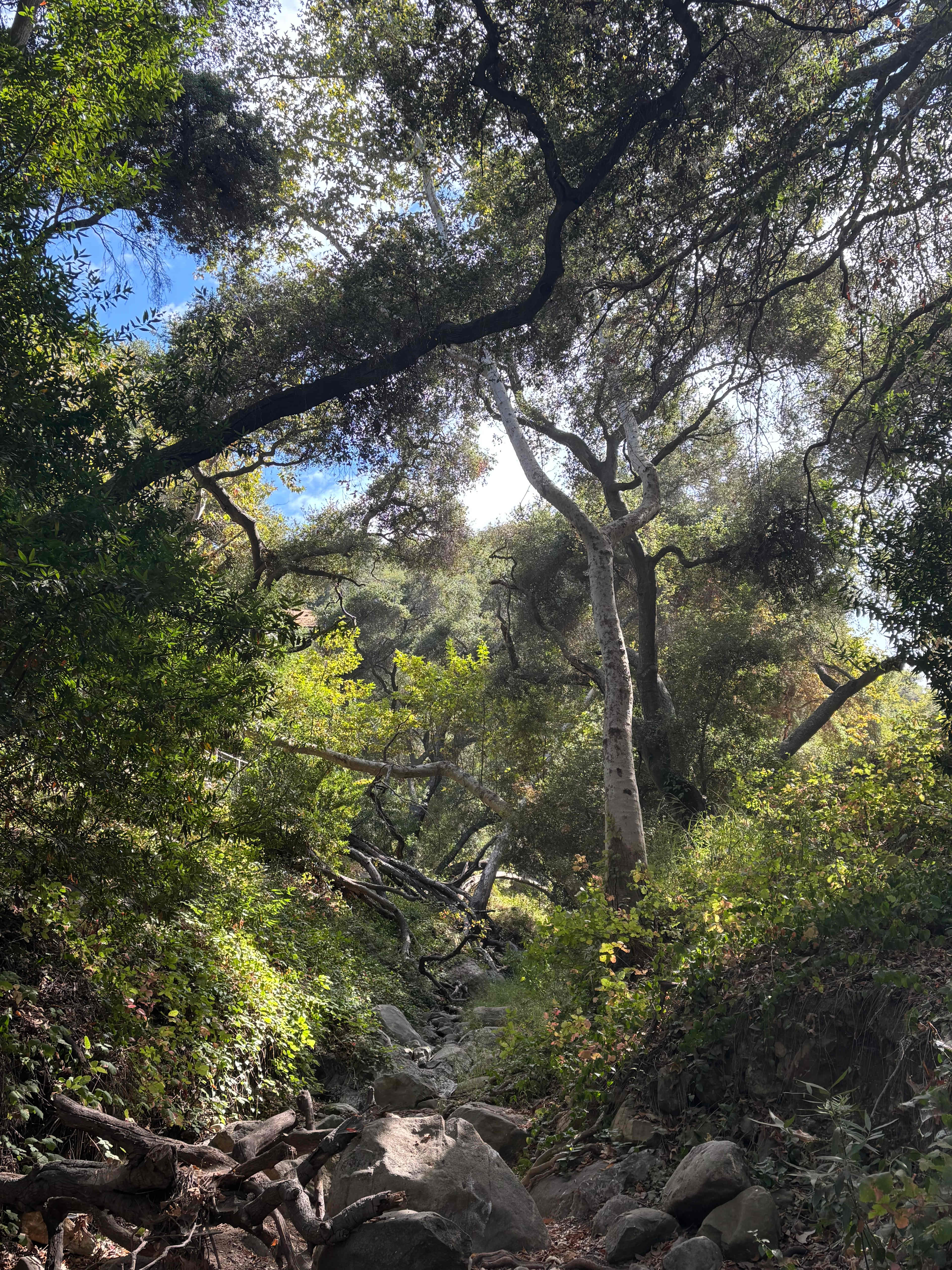 Topanga Oasis