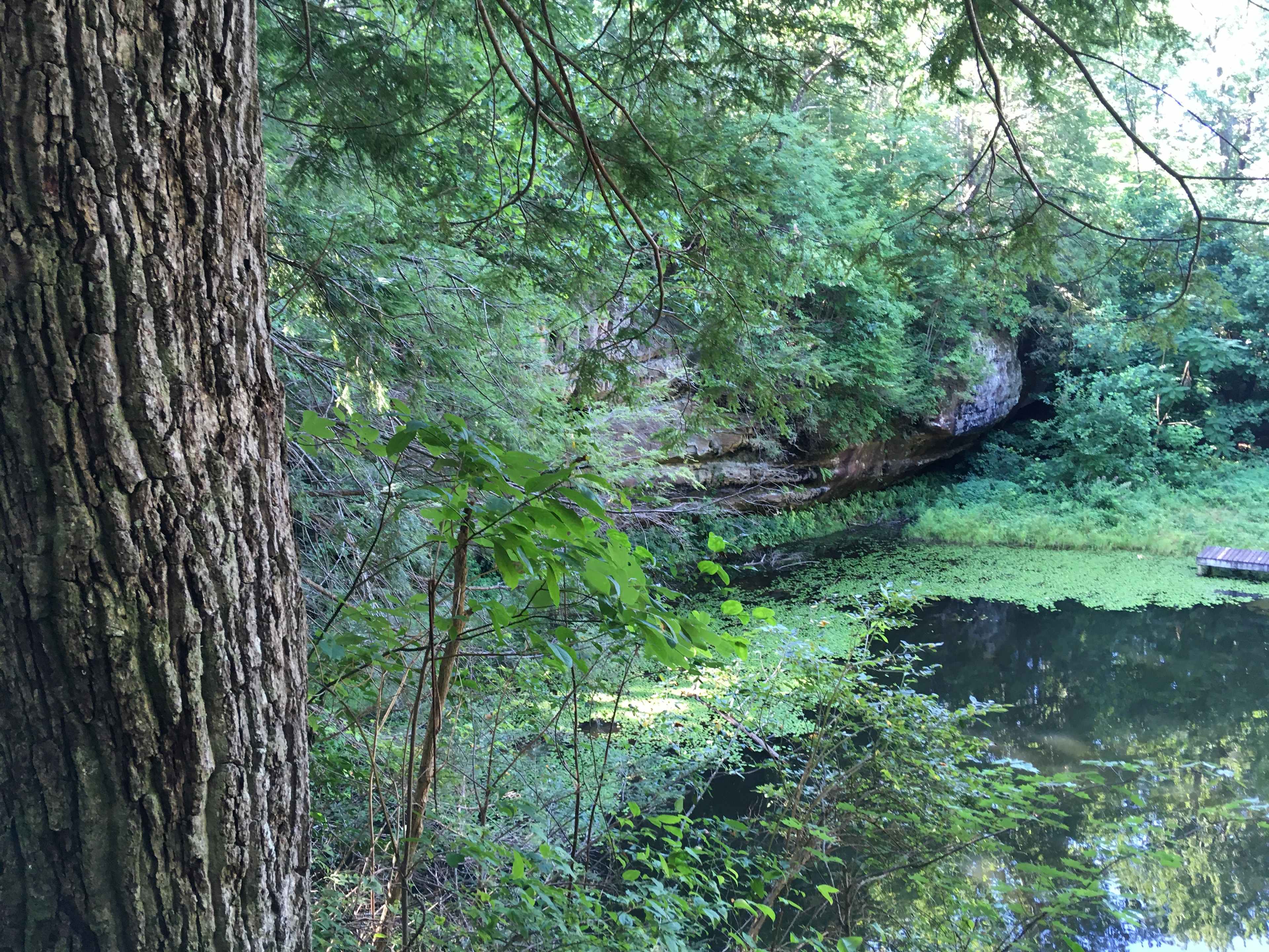 Picture of the site
