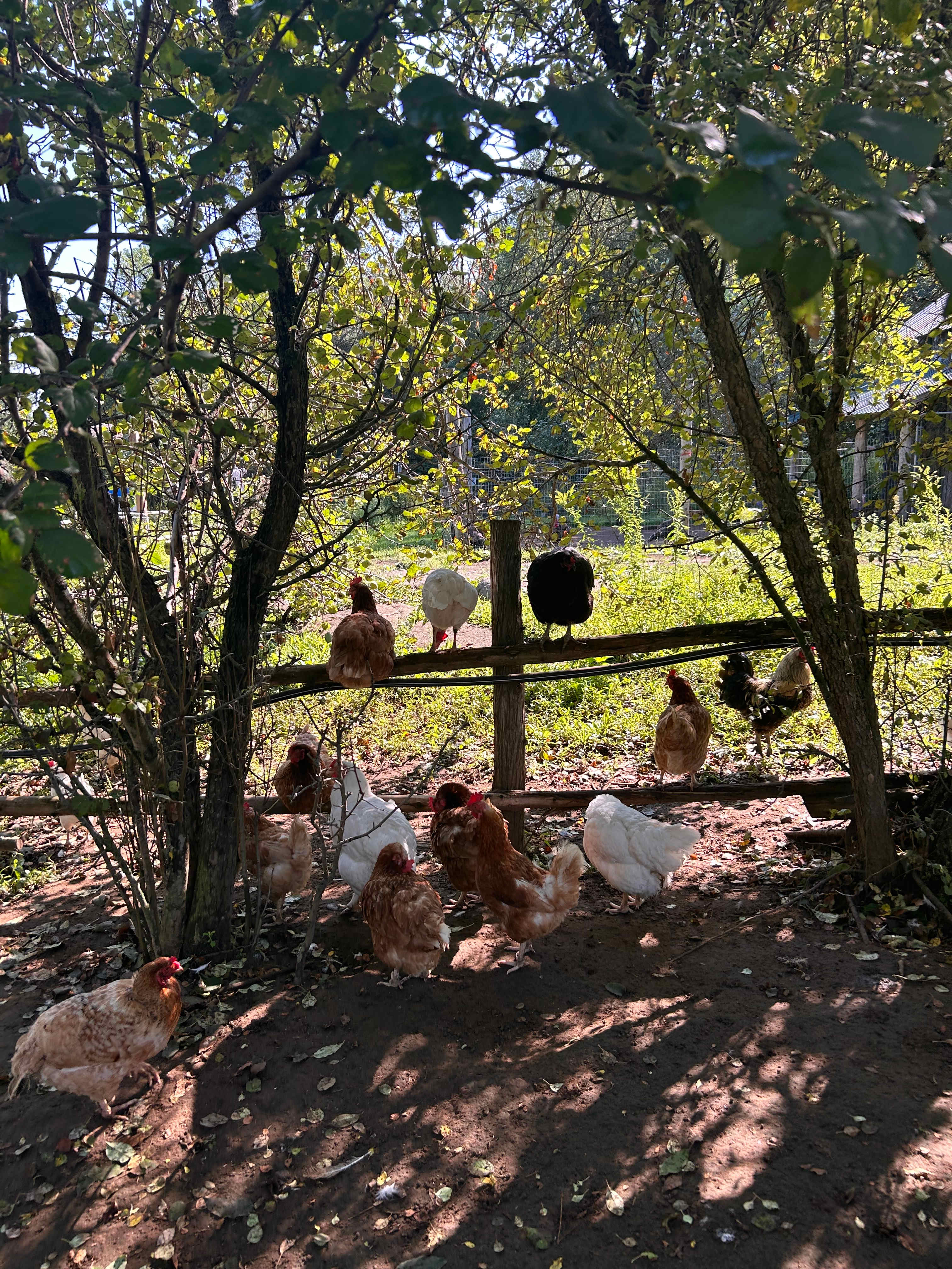 Burke’s Barnyard - Farm Camping