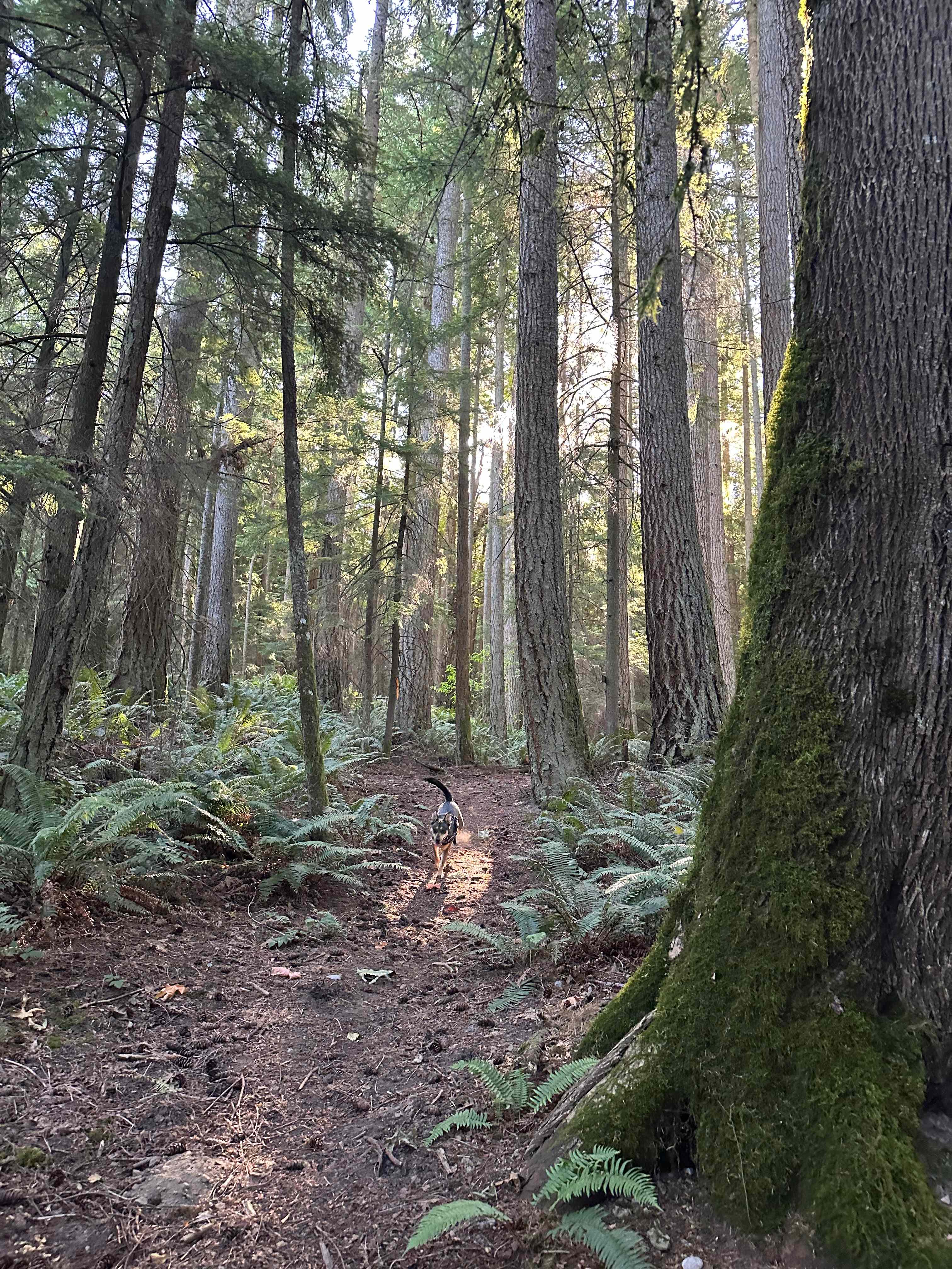 Rusty Ranch Tree Farm and Forest
