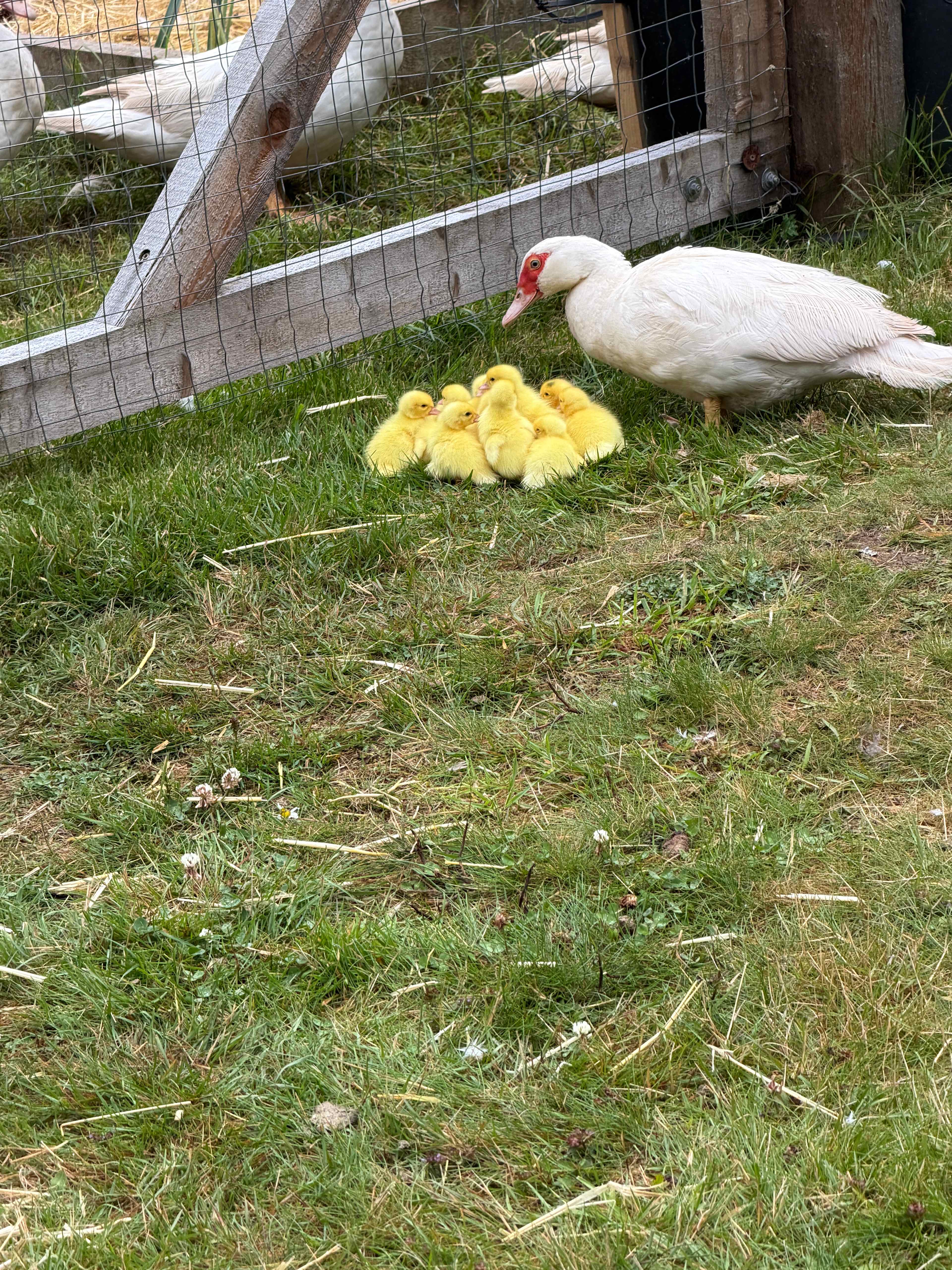 New hatchlings