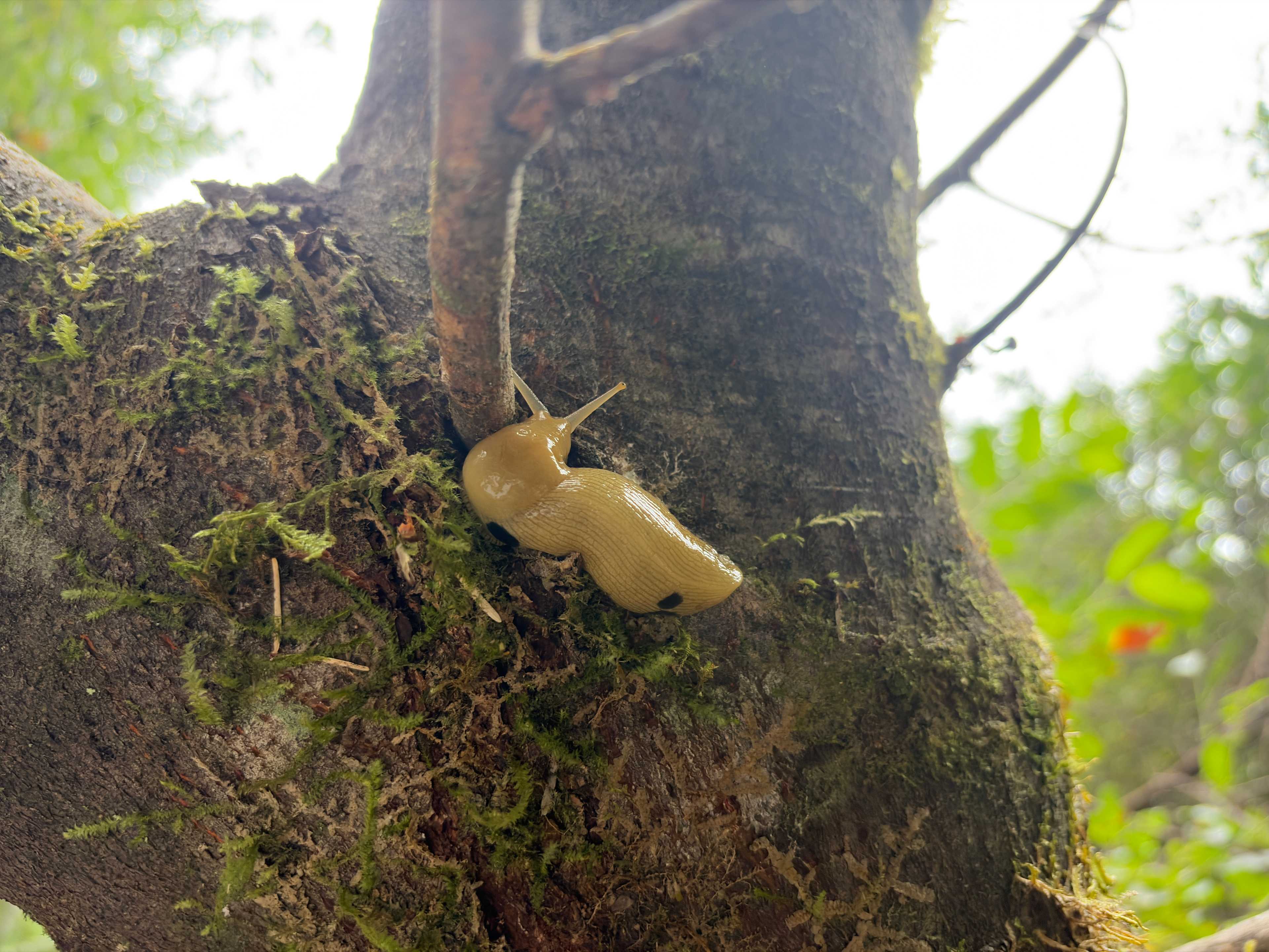 Banana slug on a tree at site 19b