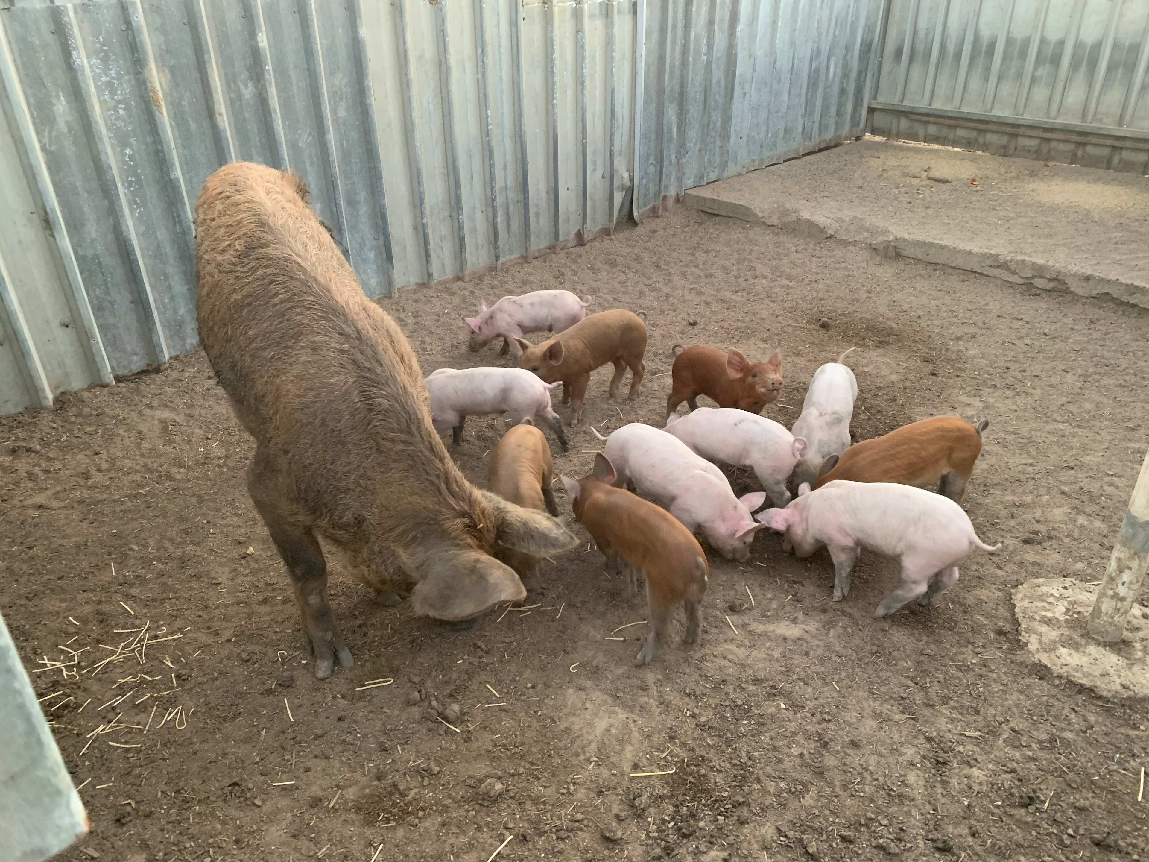 Jenkins Farm