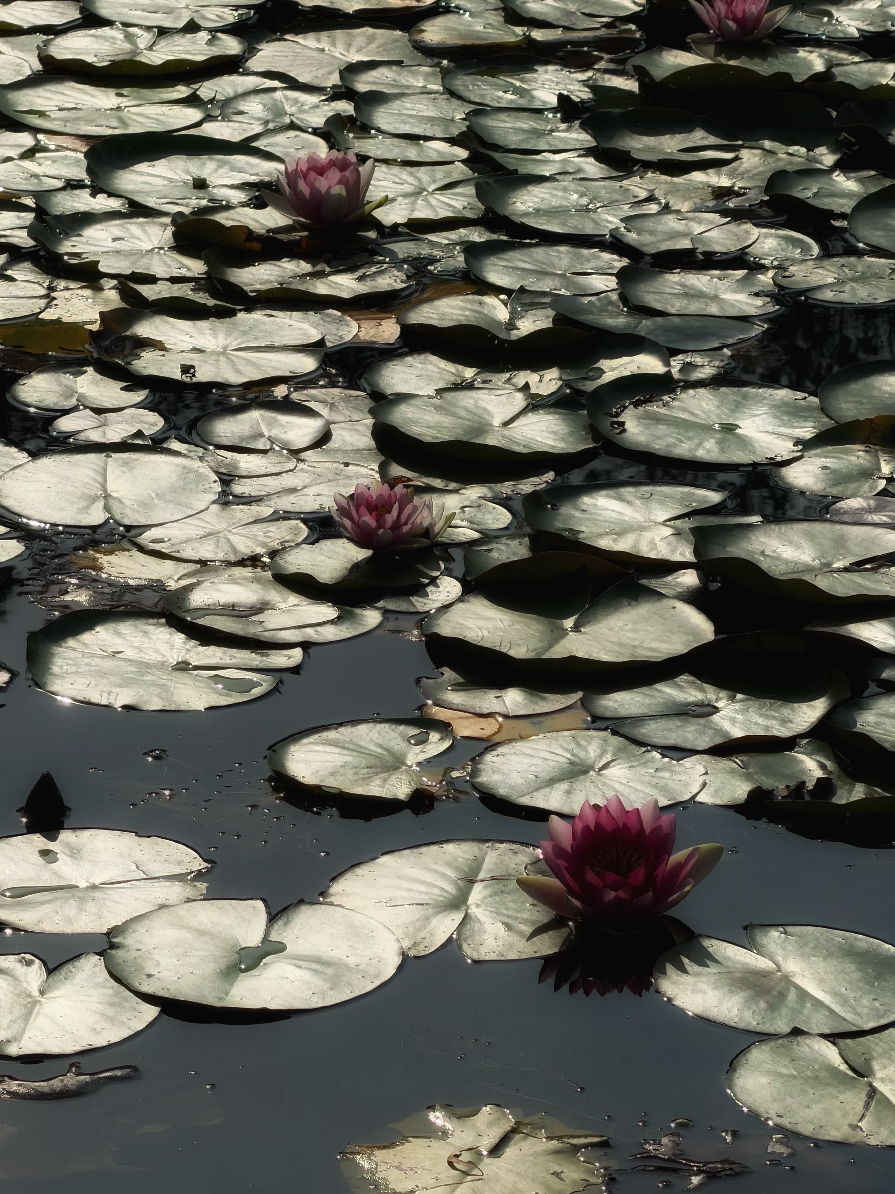 Willow Pond Haven