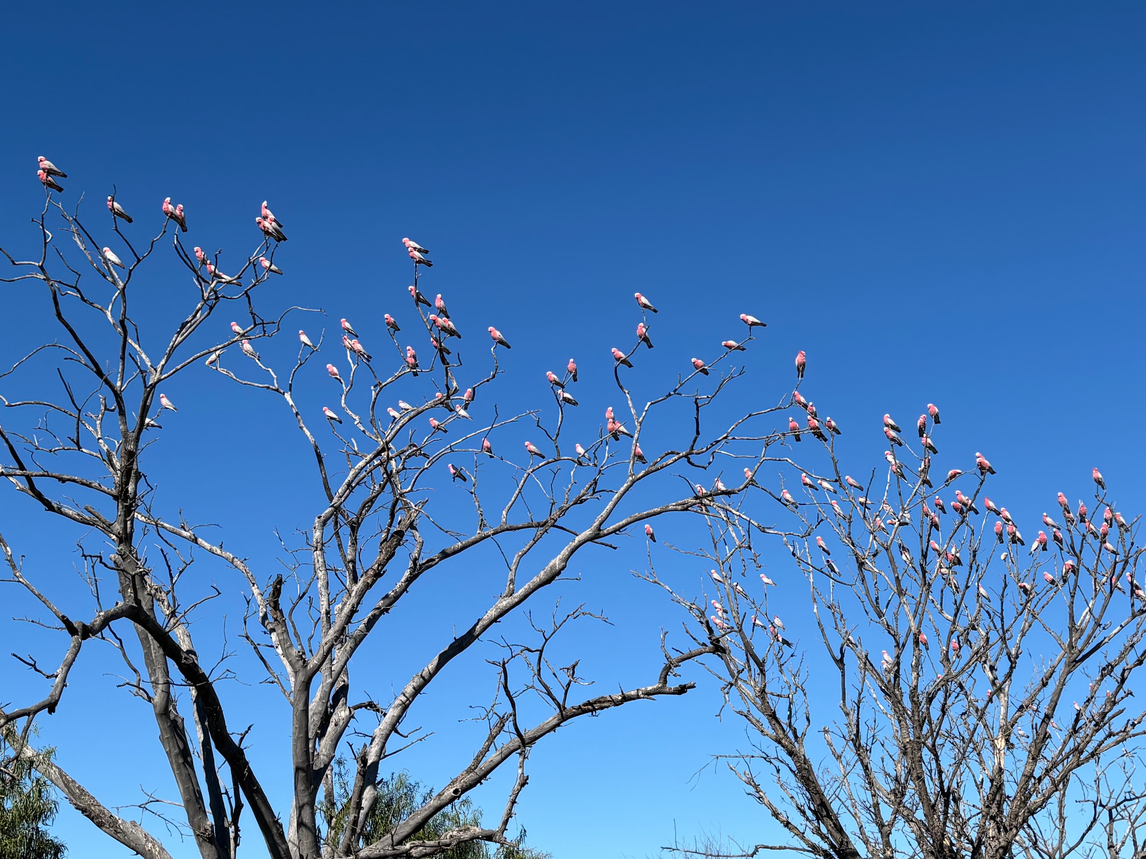 Galahs in tree top all facing the same way