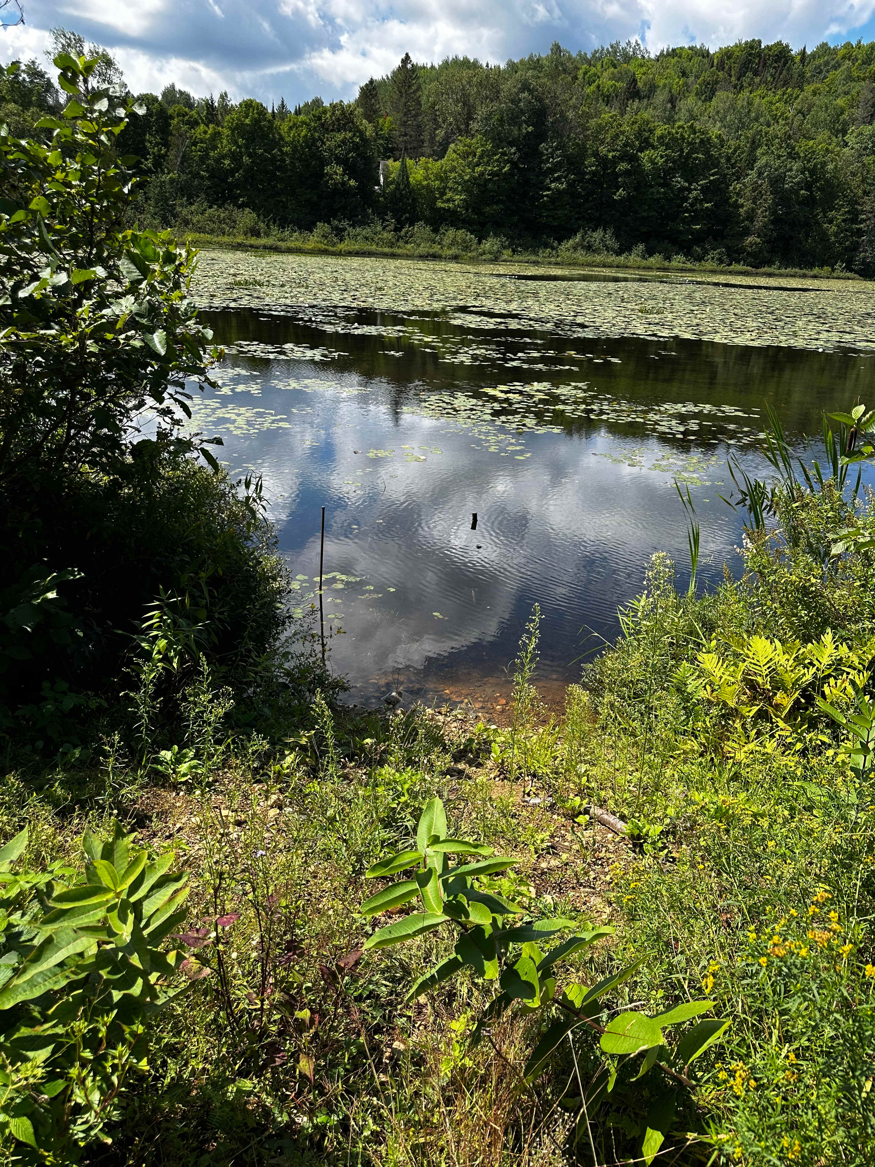 Picture of the site