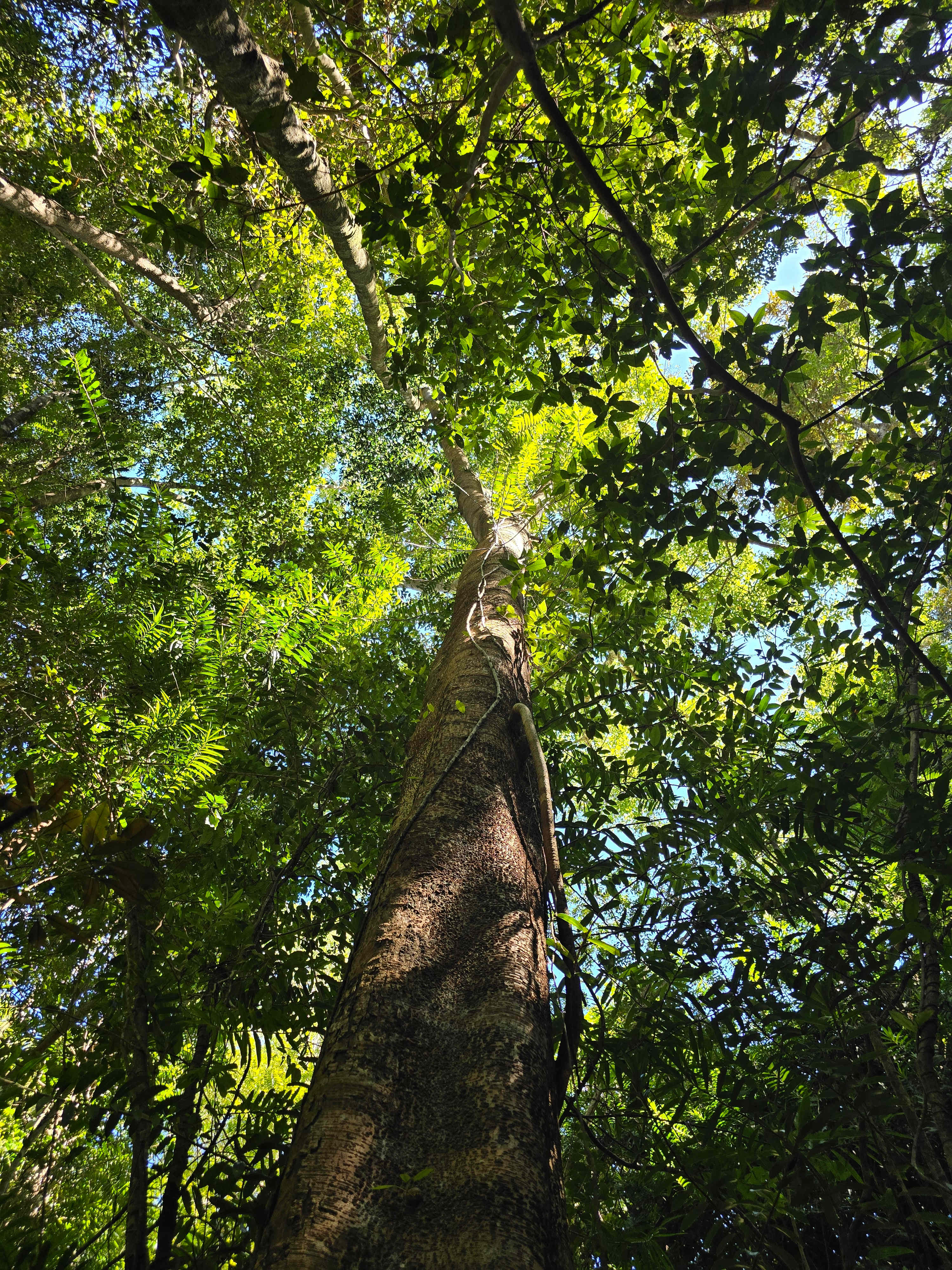 Woombye Rainforest Escape