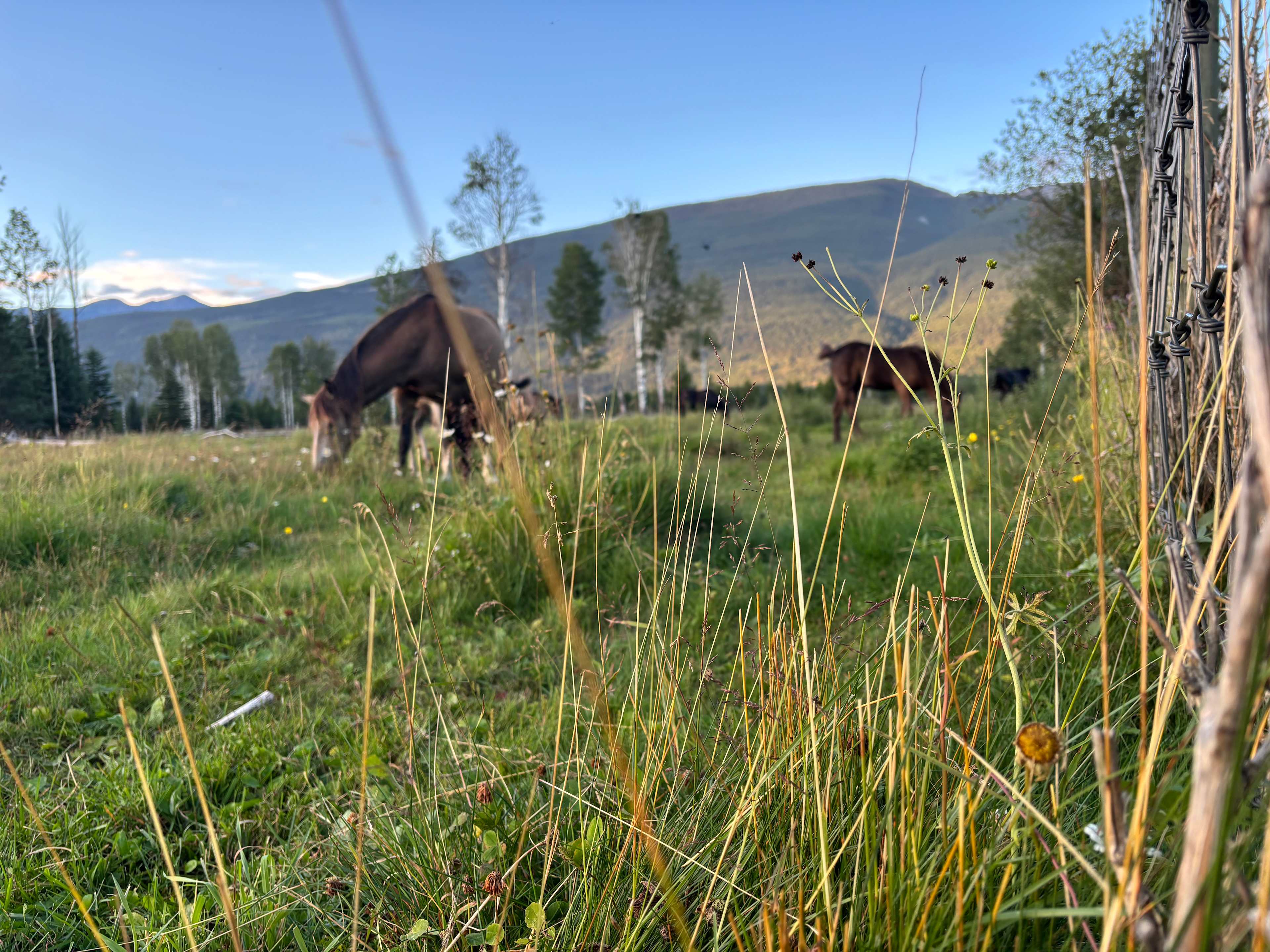 Fuzzy Buddy Ranch