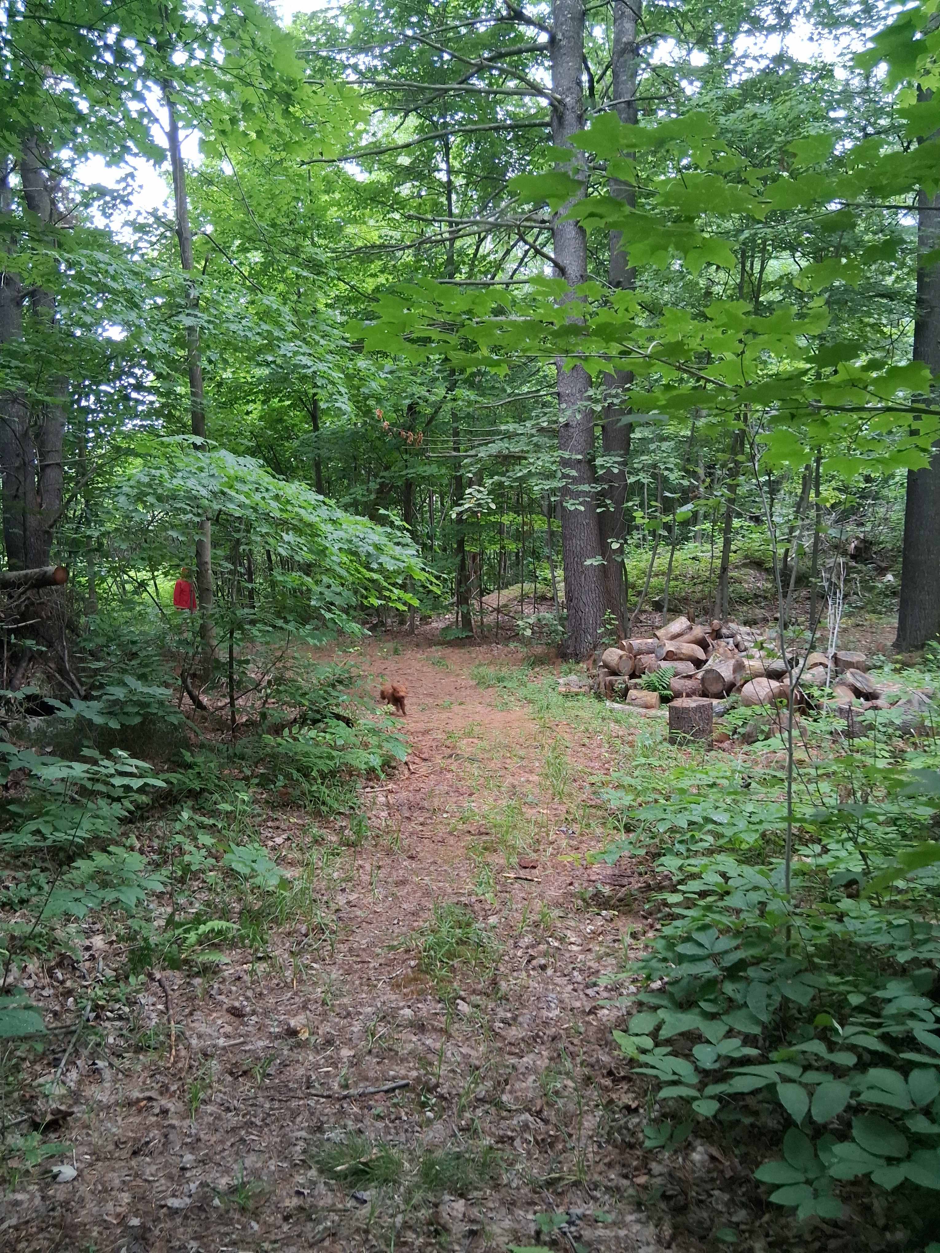 Beautiful nature trail right by the camp site!