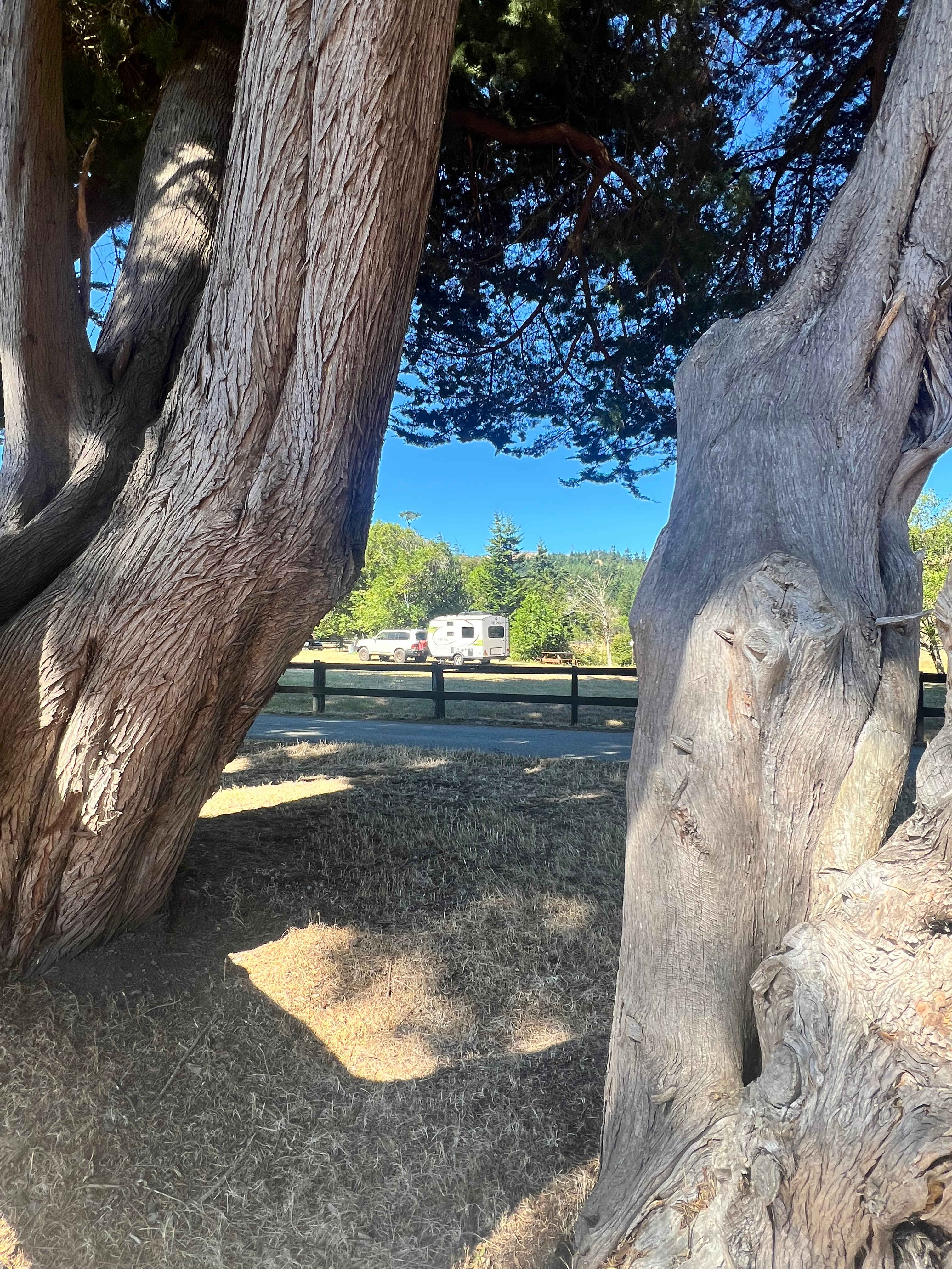 Space 3 from trees