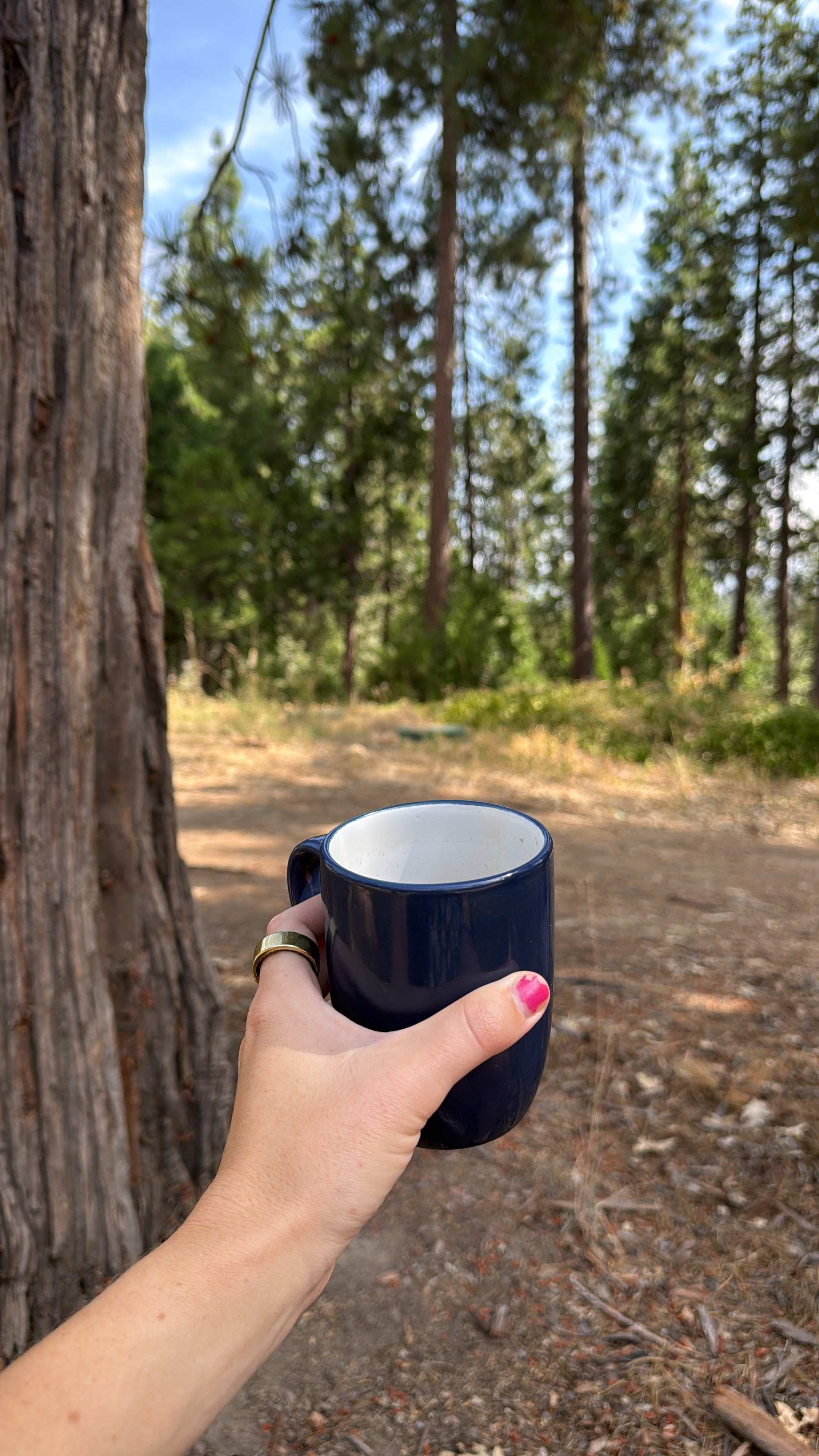 Tiny Cabin In The Sierras