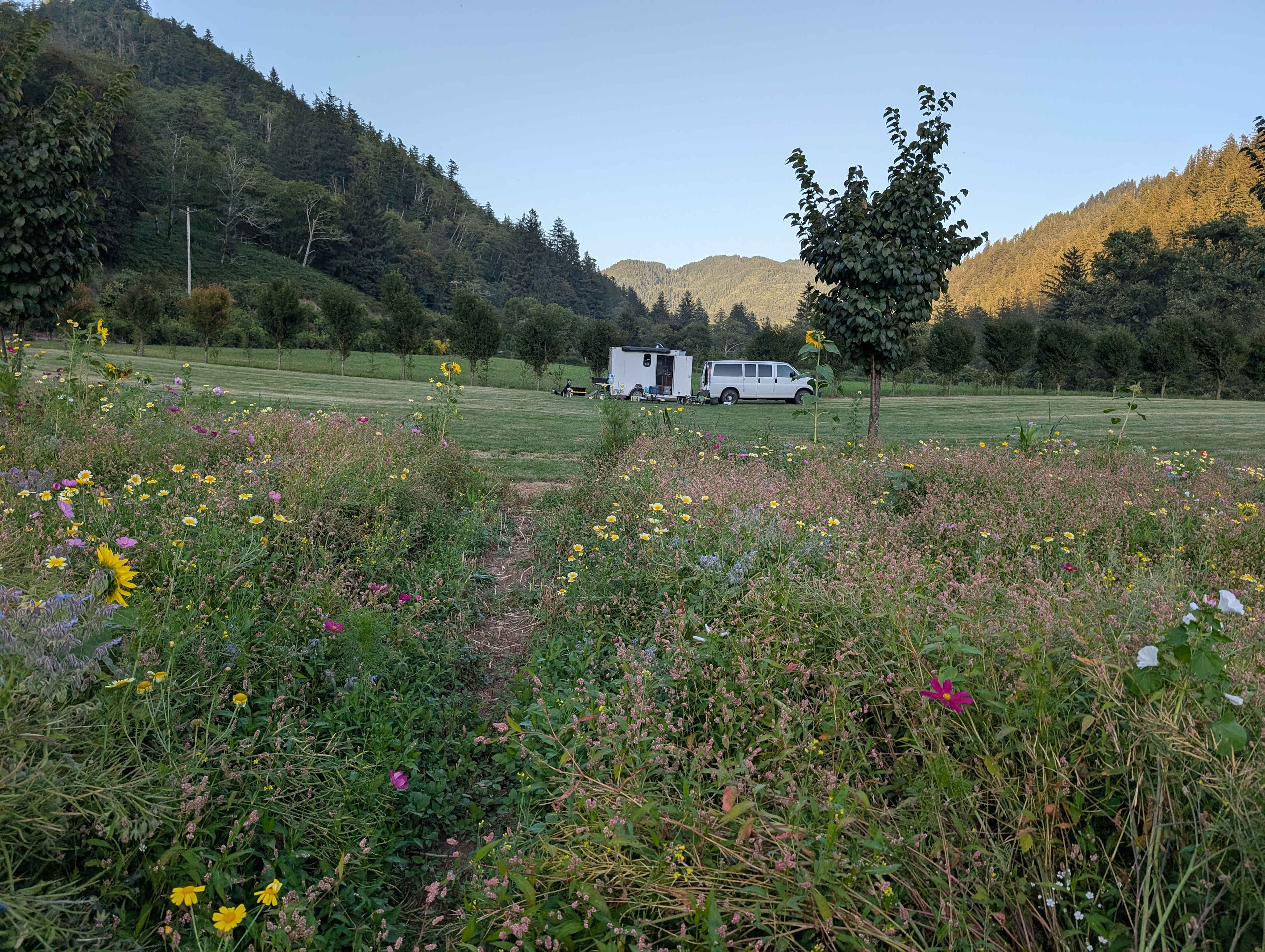The Hydrangea Ranch