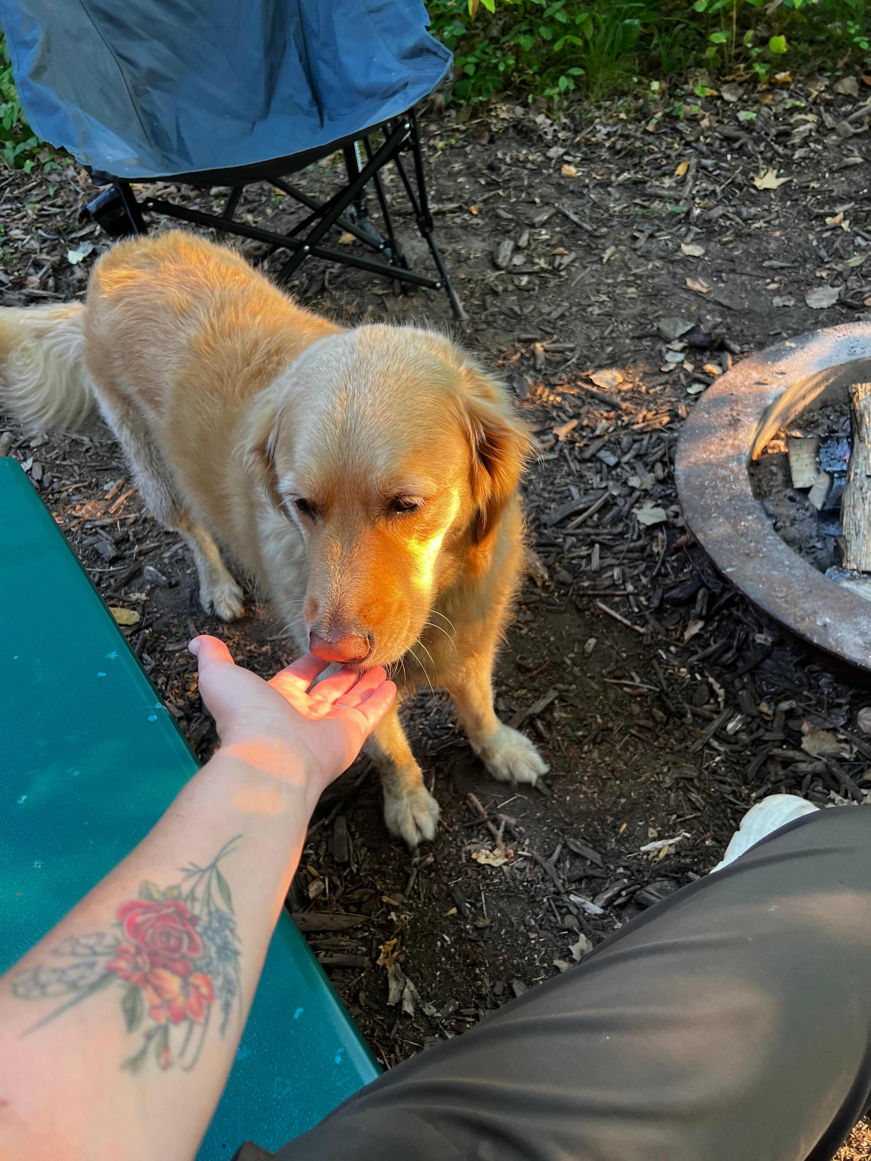 Sweet Mabel sharing my campfire!