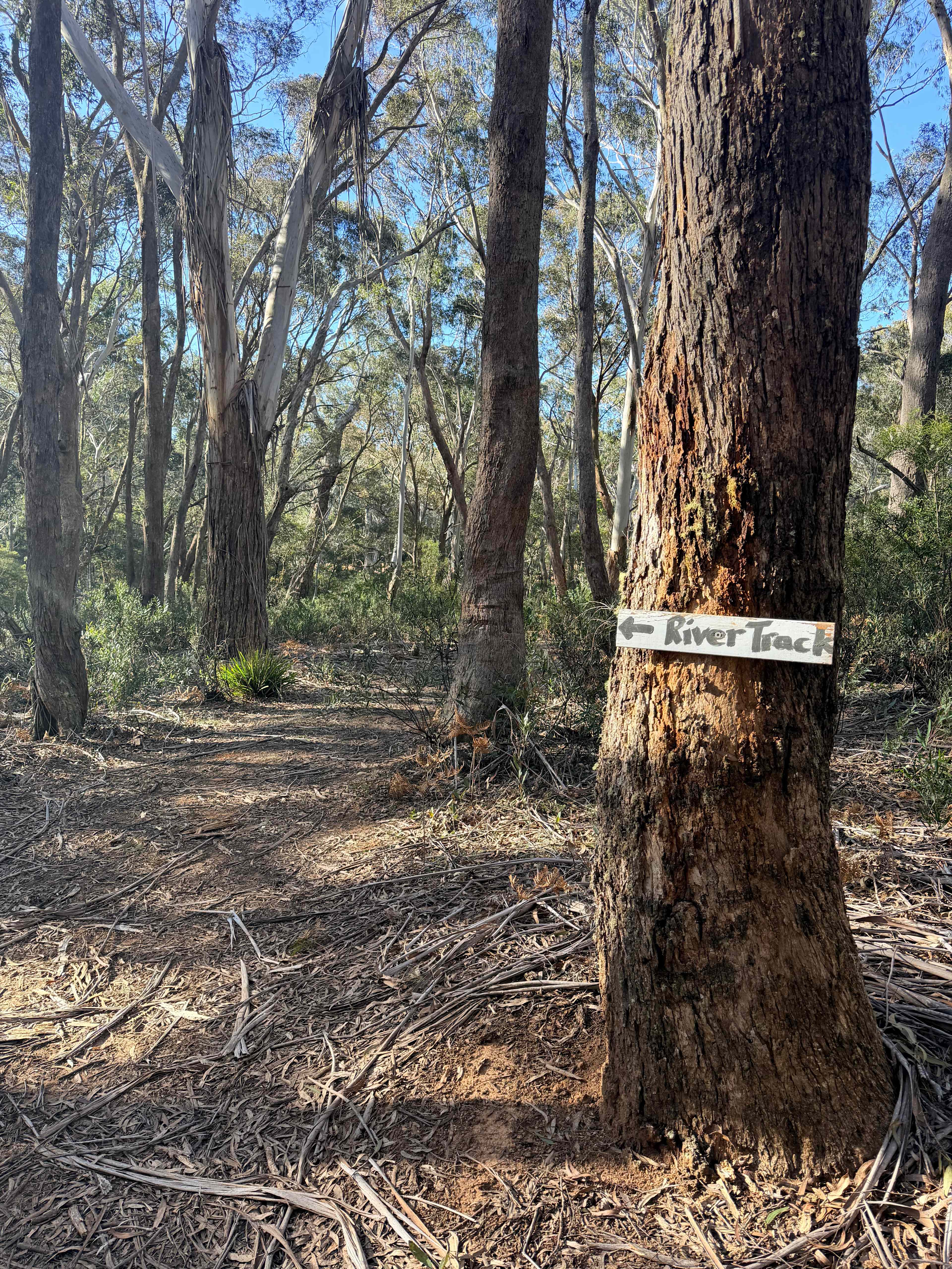Scribbly Gum secluded bush camping